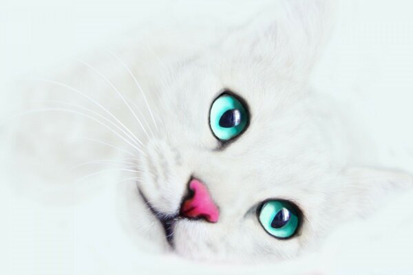 White cute blue-eyed cat