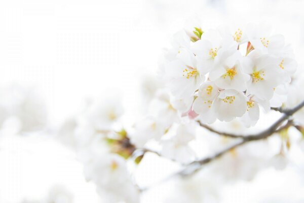 White cherry blossom in nature