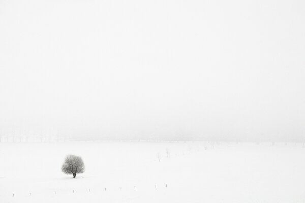 Arbre solitaire dans un champ enneigé