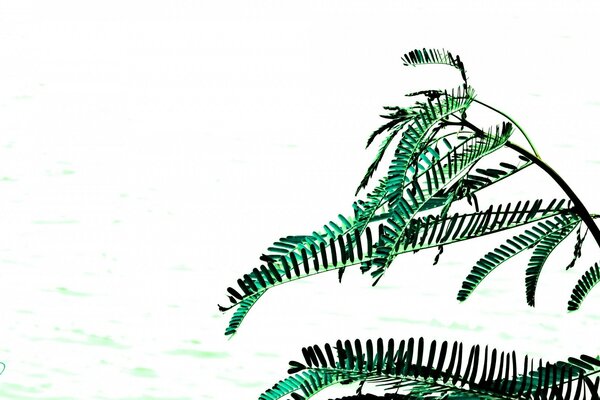 Green tropical branch on a white background