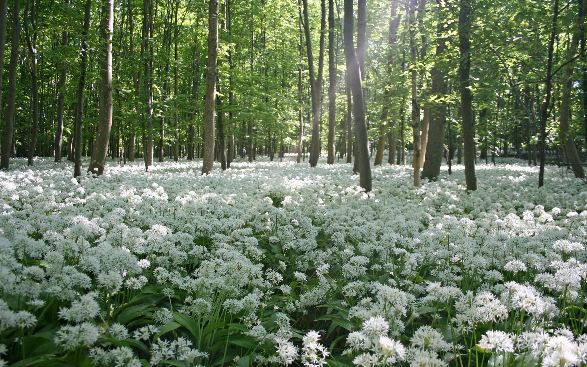 primavera natura fiore foglia paesaggio legno flora albero stagione parco ambiente scena estate bel tempo al di fuori all aperto floreale colore scenic erba