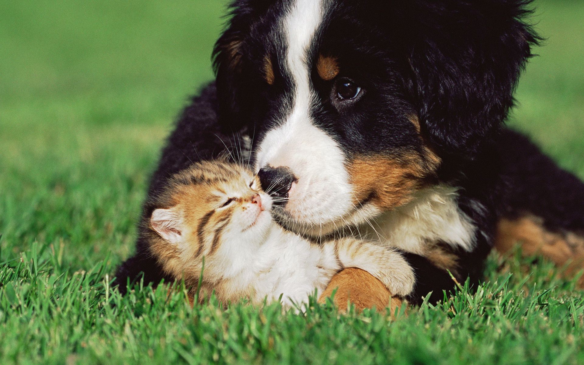 köpekler köpek sevimli hayvan memeli köpek eğitmeni çimen evde beslenen hayvan köpek yavrusu kürk soy ağacı küçük tarama genç safkan cins portre yerli itaat