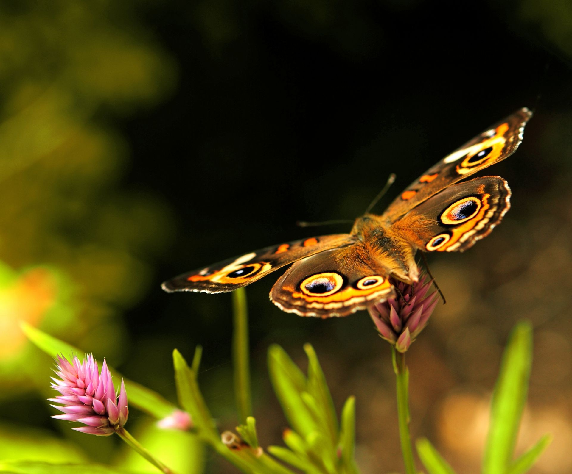 butterfly insect nature flower wildlife animal outdoors summer color beautiful wing garden invertebrate fly bright close-up wild leaf delicate