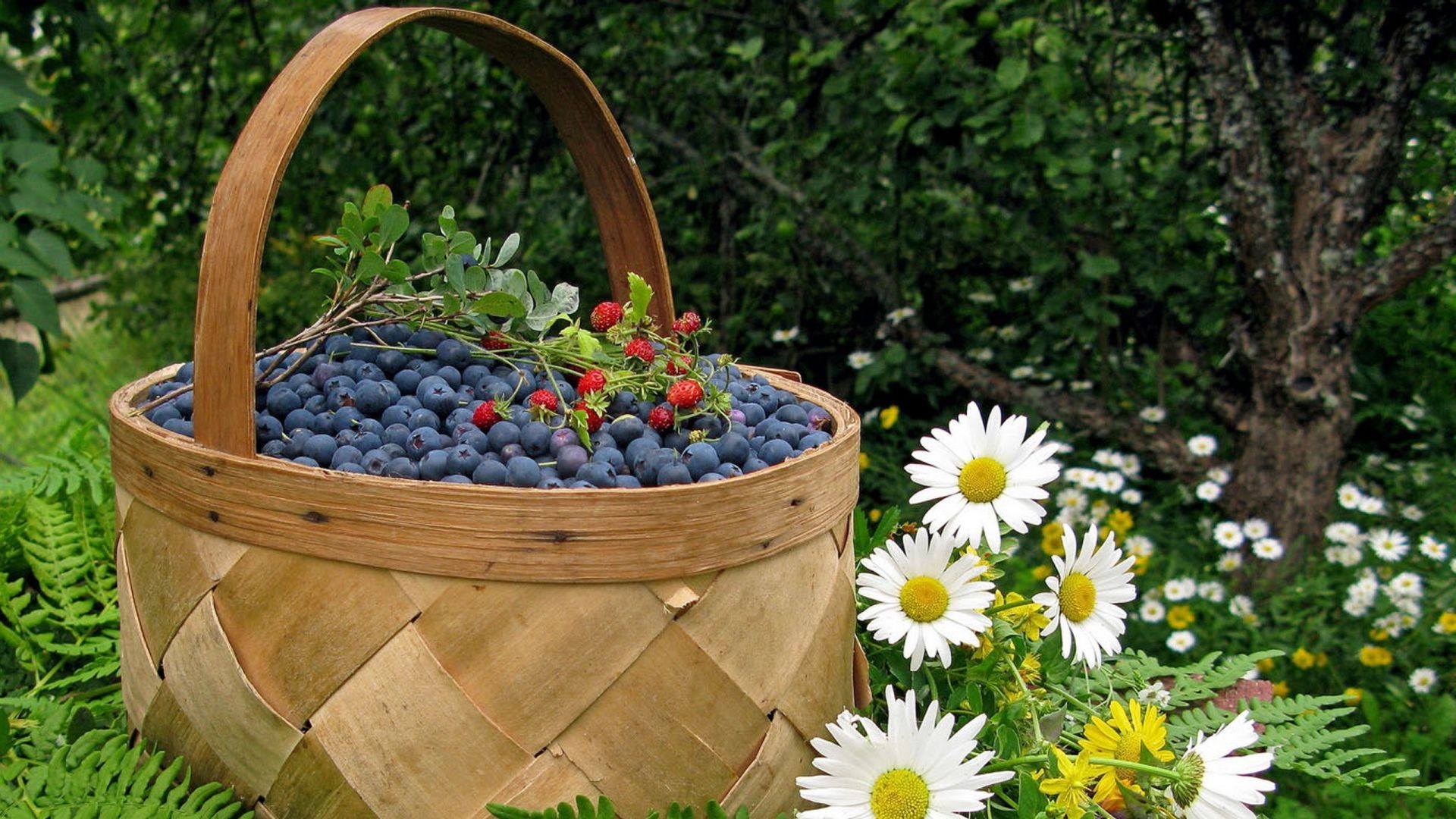 essen & trinken sommer natur garten blatt im freien gras flora weide blume holz