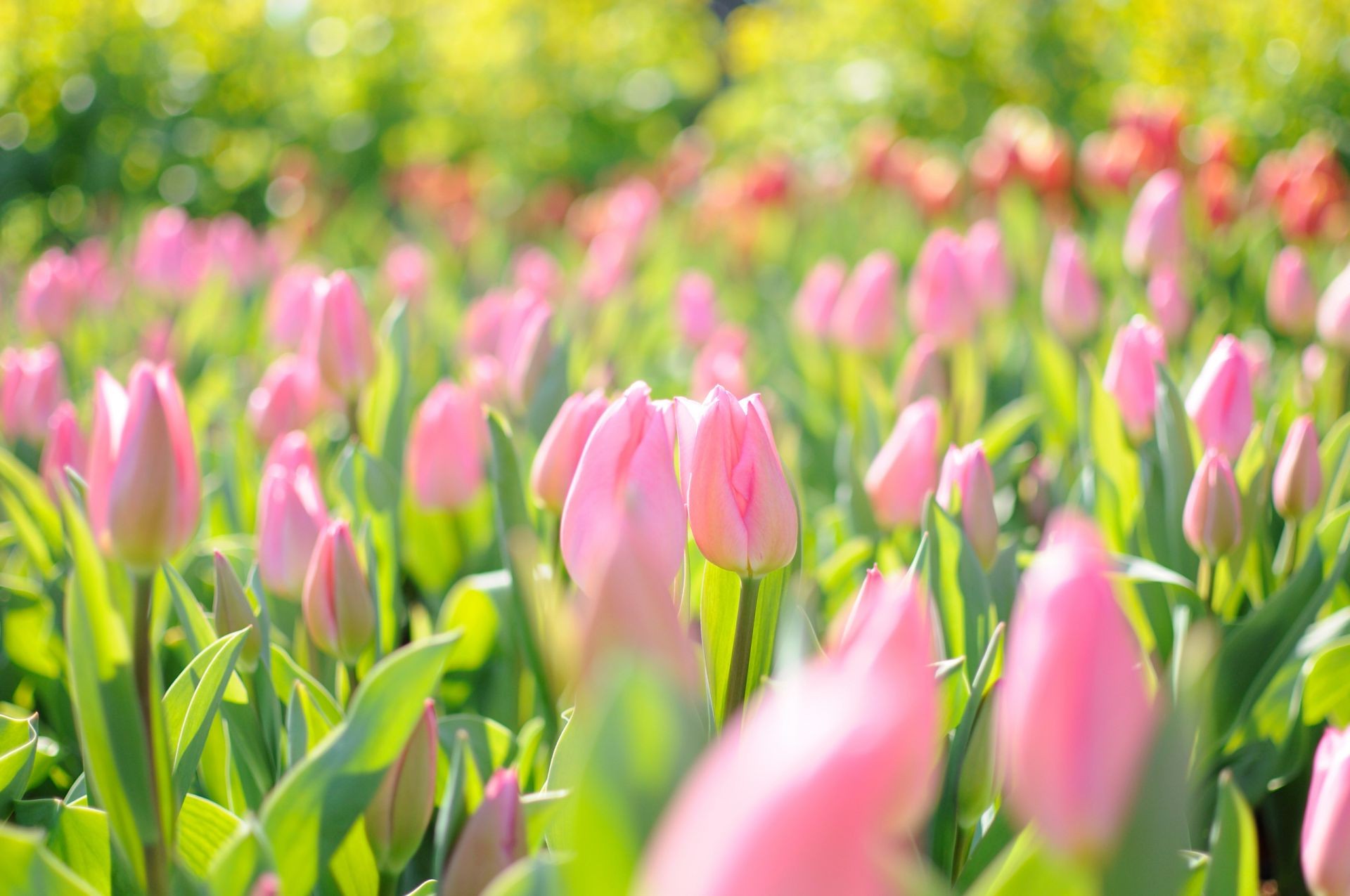 tulipanes naturaleza tulipán flor flora jardín brillante verano hoja pascua floral color crecimiento buen tiempo campo al aire libre parque bluming pétalo ramo