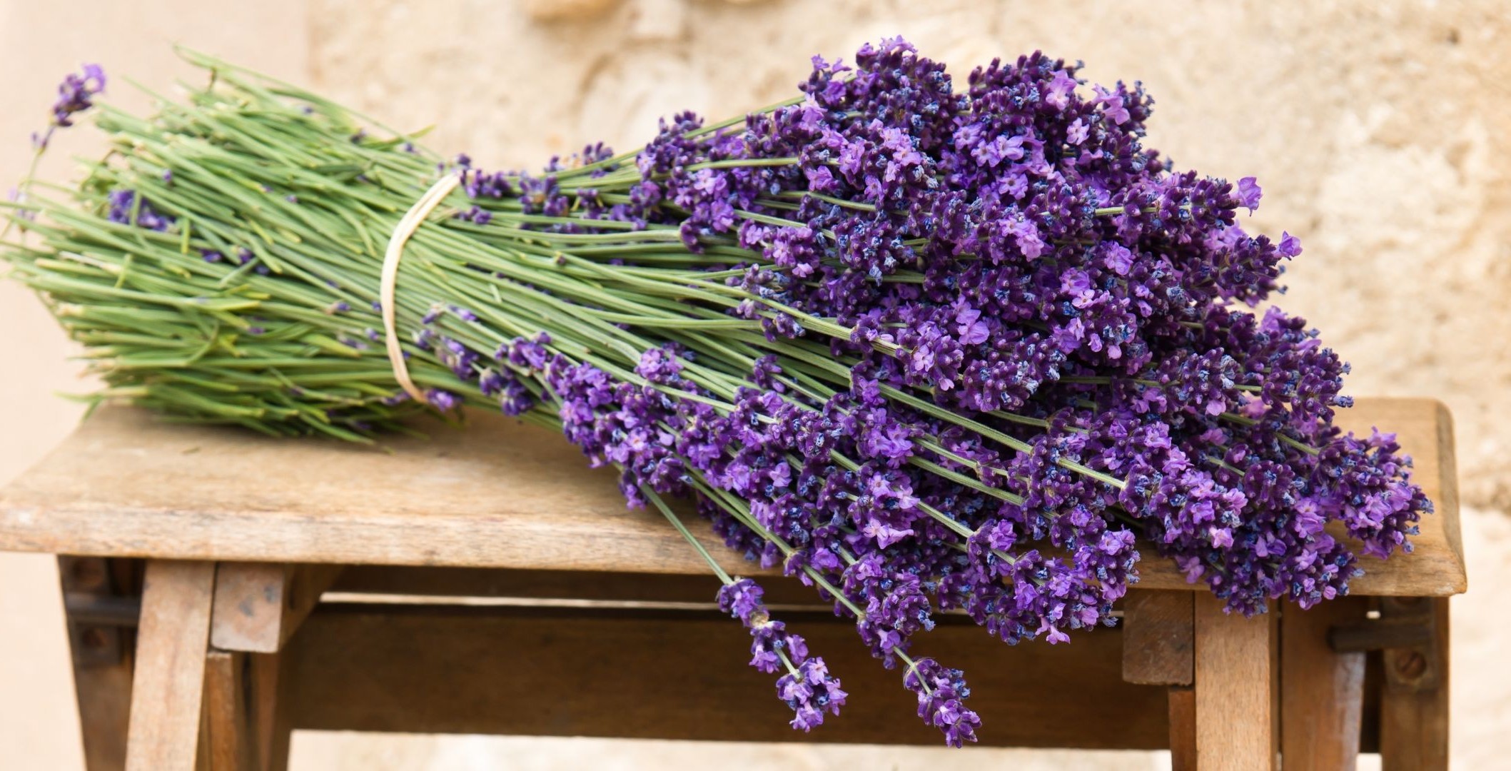 fleurs aromathérapie lavande fleur parfum flore aromatique à base de plantes médecine nature cluster parfumé herbes jardin bouquet violet