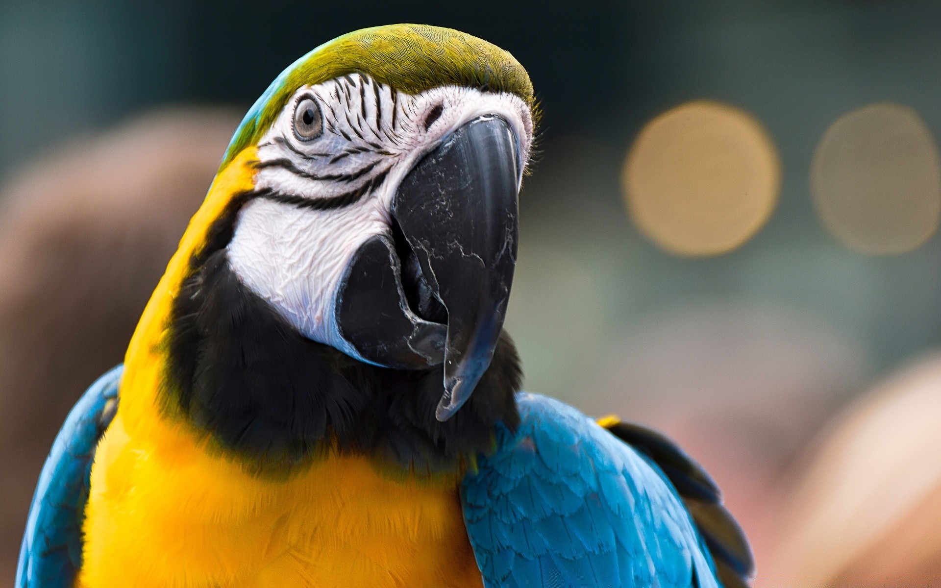 parrot bird macaw zoo wildlife beak feather animal tropical wing nature portrait wild avian color exotic fly