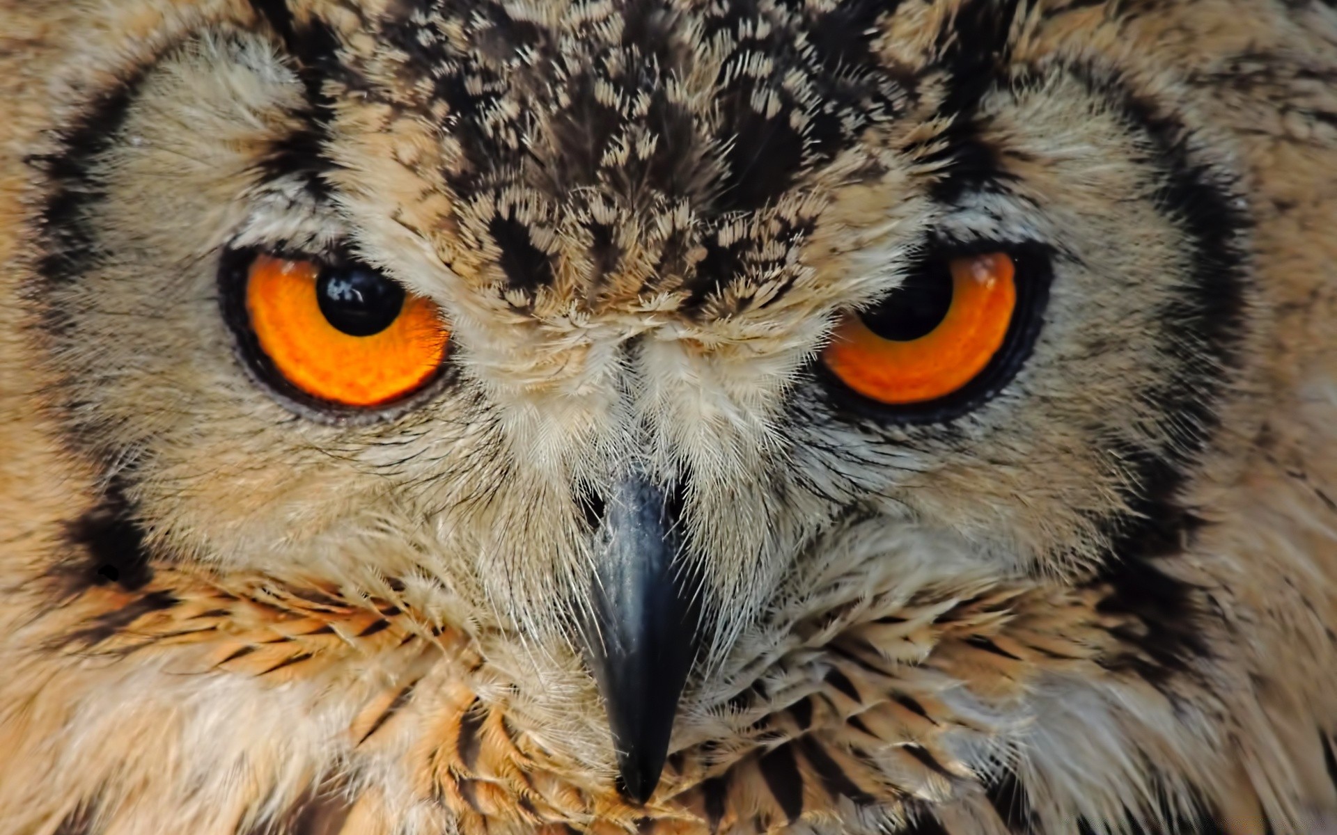 owl raptor wildlife prey bird predator eagle hunter eye falconry animal predatory portrait nature beak wild staring carnivore feather endangered species