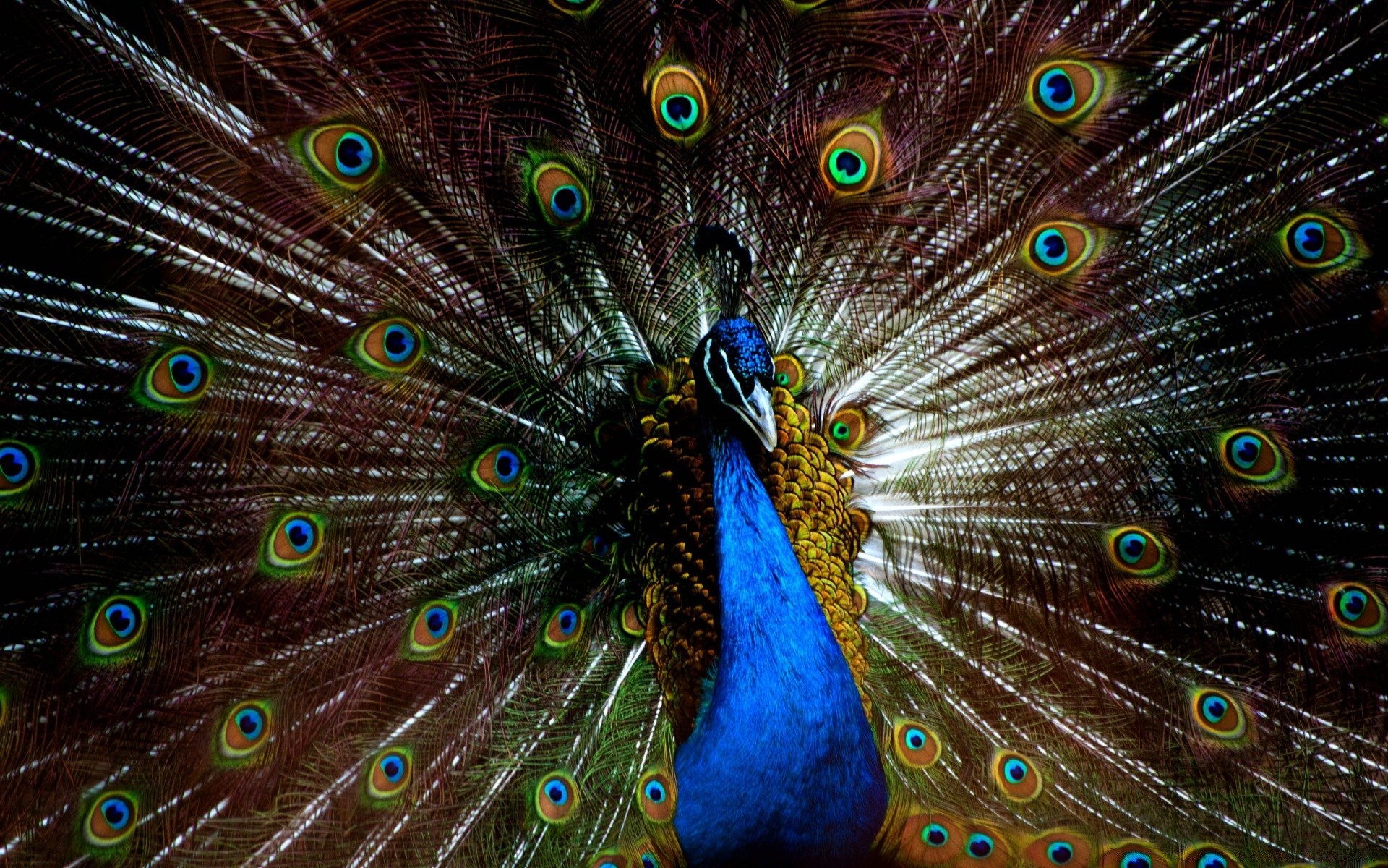 pavão pena pássaro cauda pavão exposição ritual padrão brilhante brilhante dançando natureza turquesa jardim zoológico vida selvagem pescoço majestoso multi desktop cor