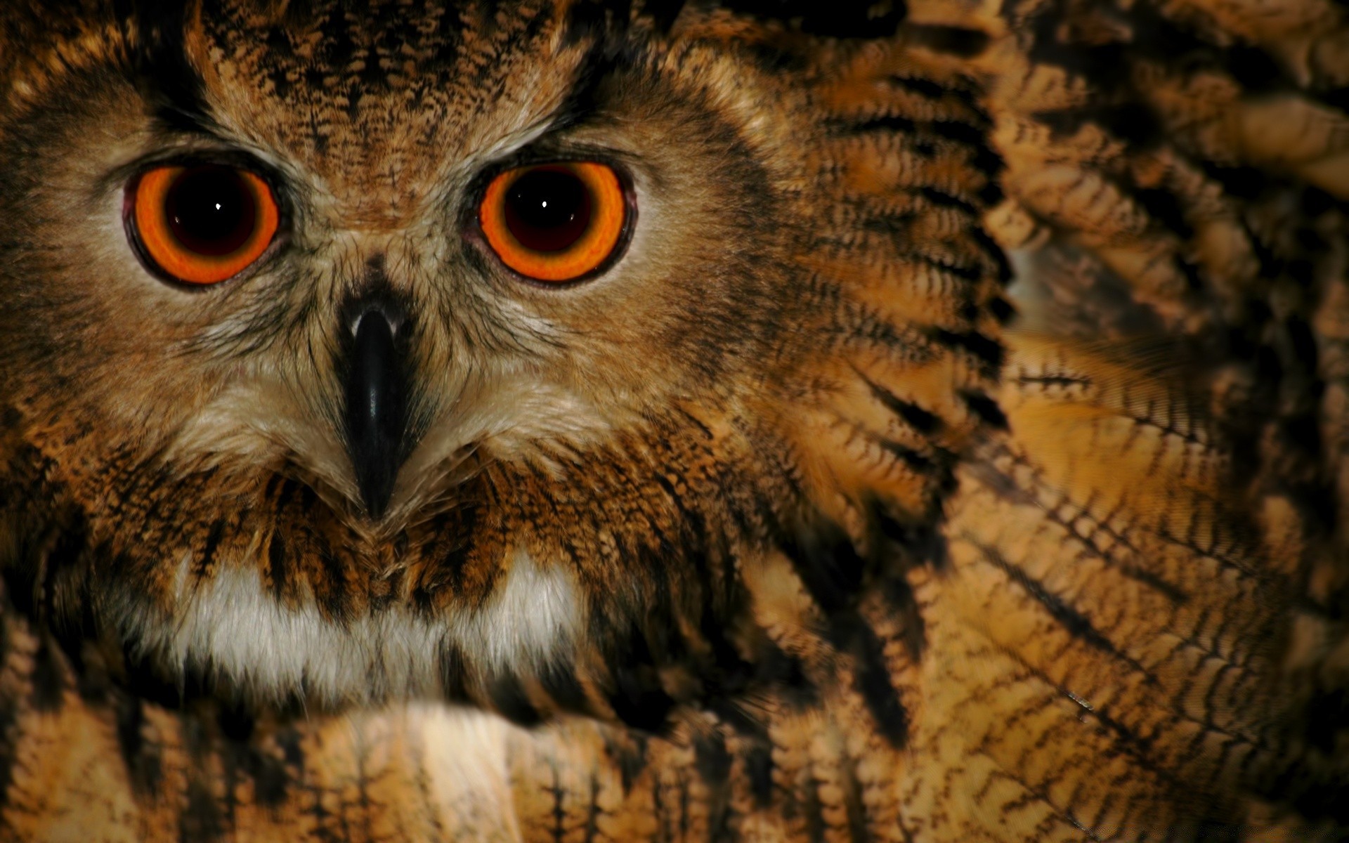 eule raptor tierwelt porträt raubtier vogel auge tier adler natur jäger beute falknerei wild suchen säugetier nocturnal anzeigen