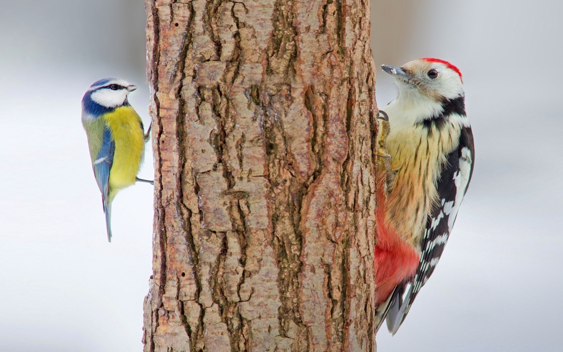 ptaki ptak dzika przyroda śpiewak avian dziób natura dzięcioł zwierzę na zewnątrz ornitologia obserwacja ptaków dziki pióro drzewo finch skrzydło jeden