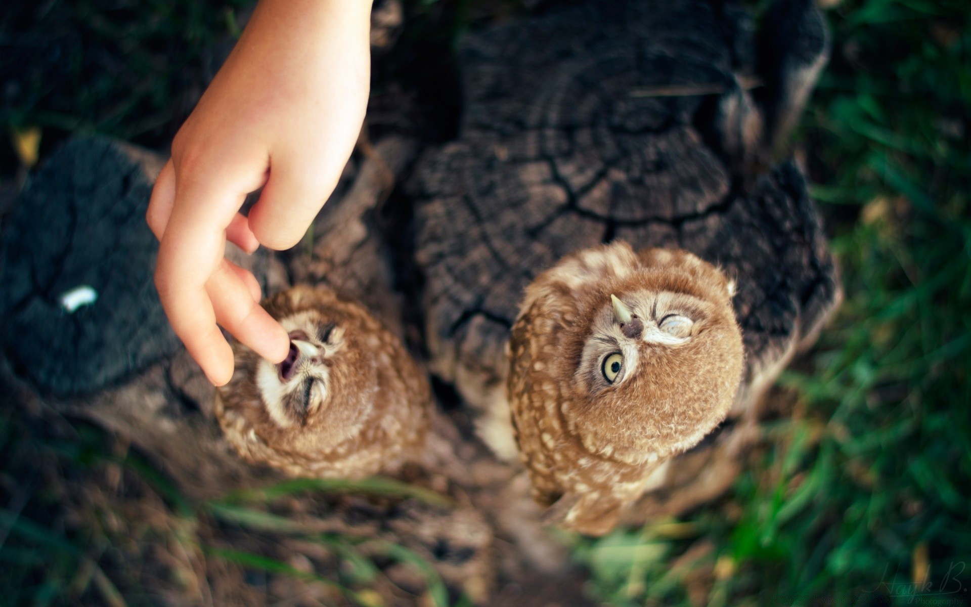 owl nature wood tree outdoors wildlife bird