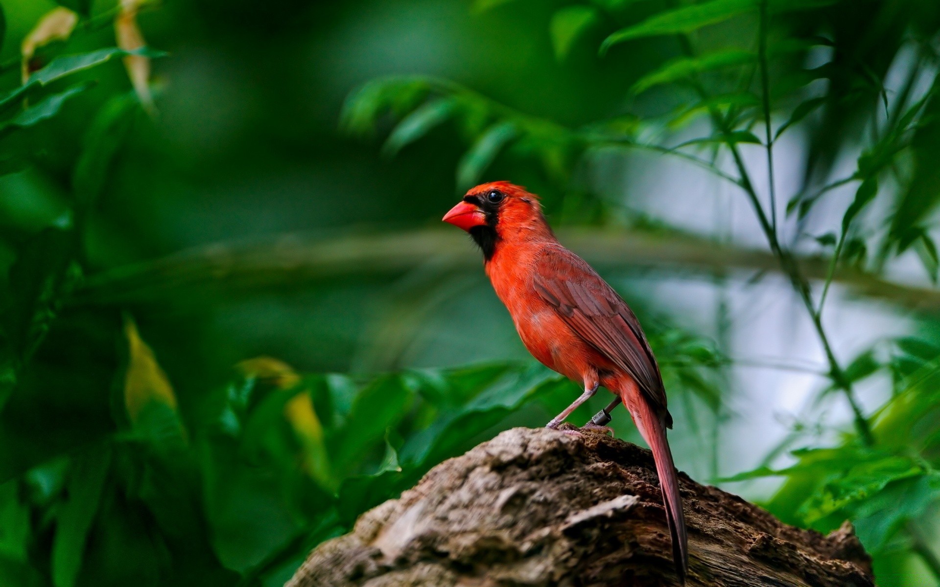 ptaki ptak dzika przyroda natura liść na zewnątrz dziki drzewo