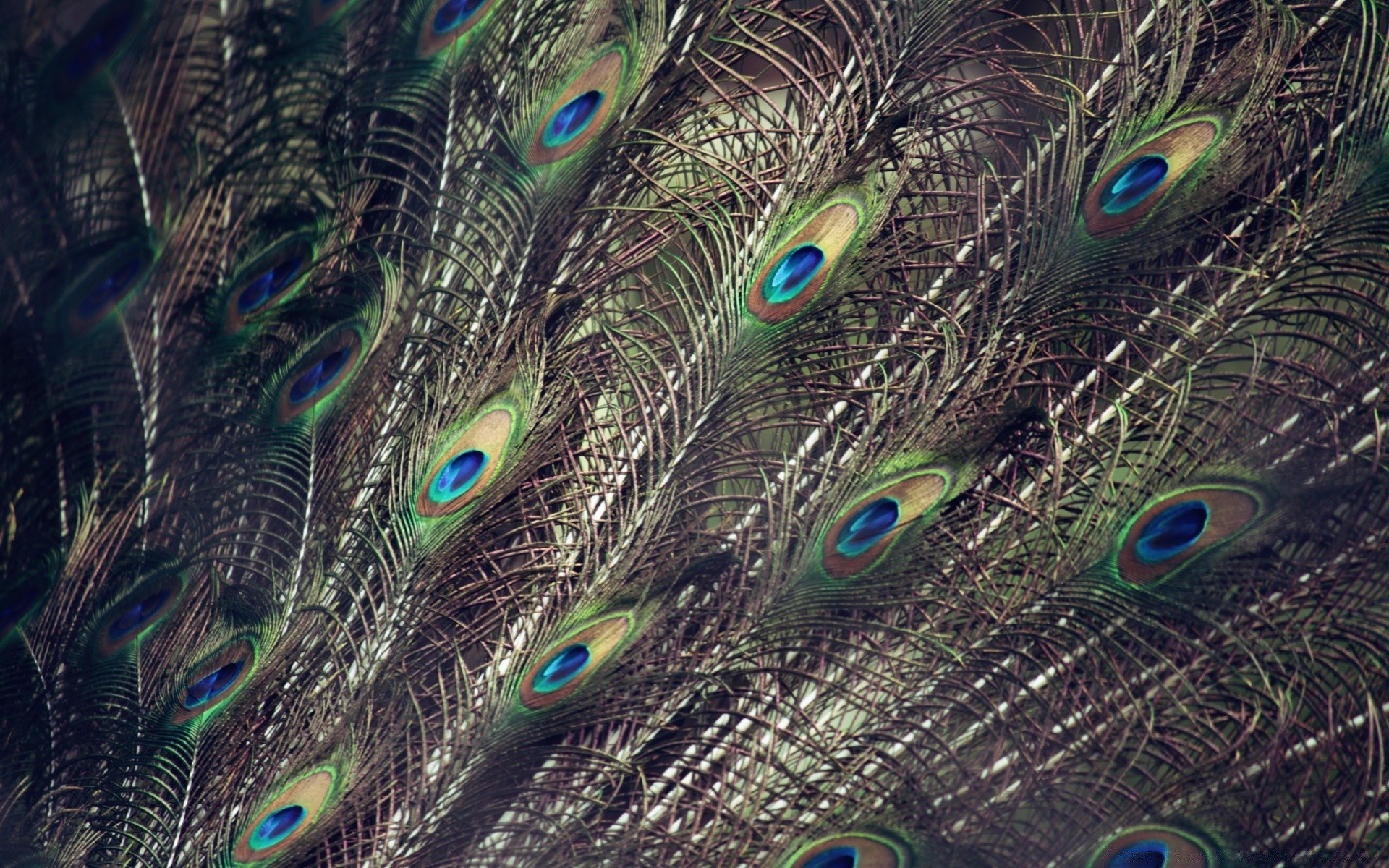 paon plume oiseau queue tête paon animal la faune tropical modèle la nature exotique bureau cou oiseaux rituel beau bec texture lumineux