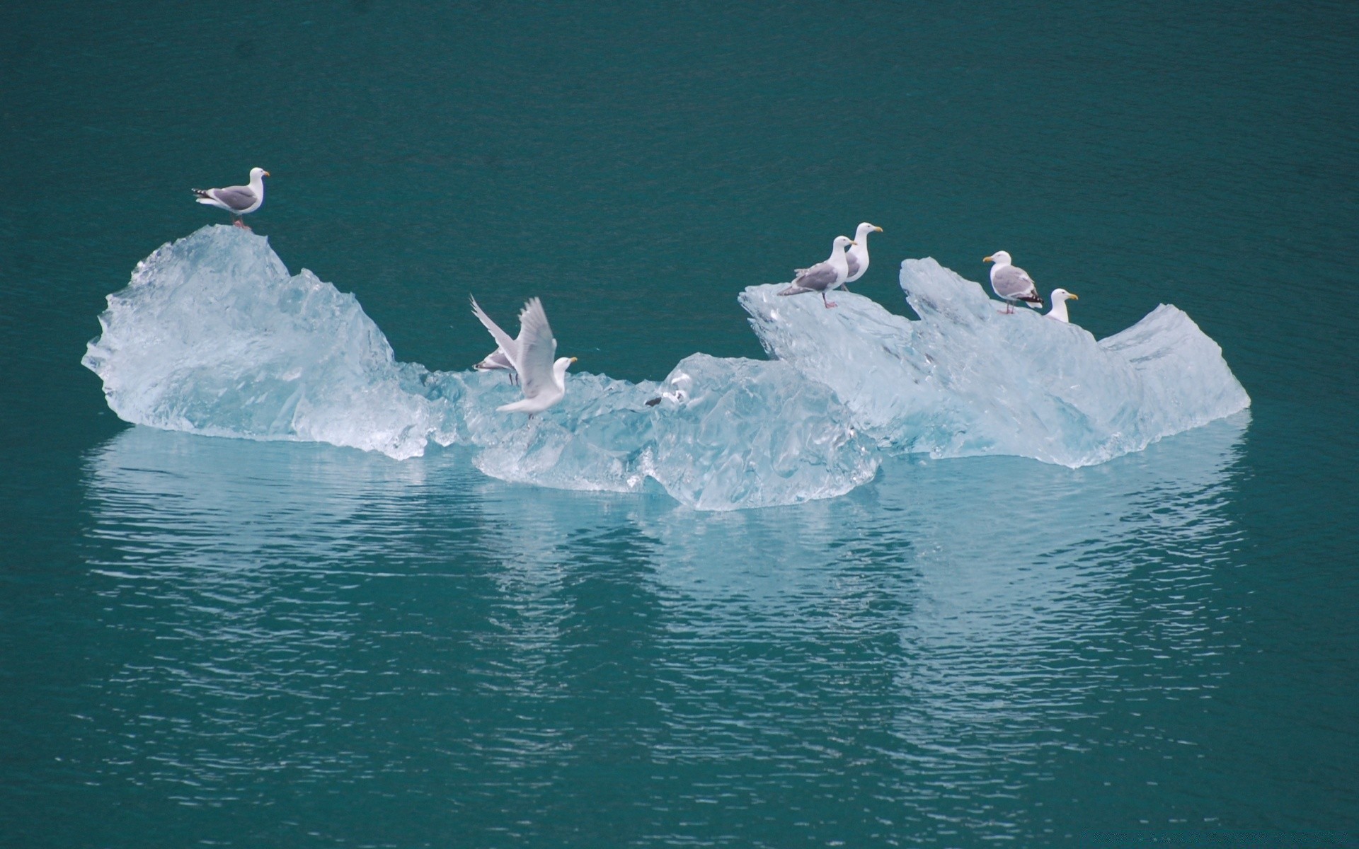 birds water iceberg ice snow frosty sea swimming winter glacier