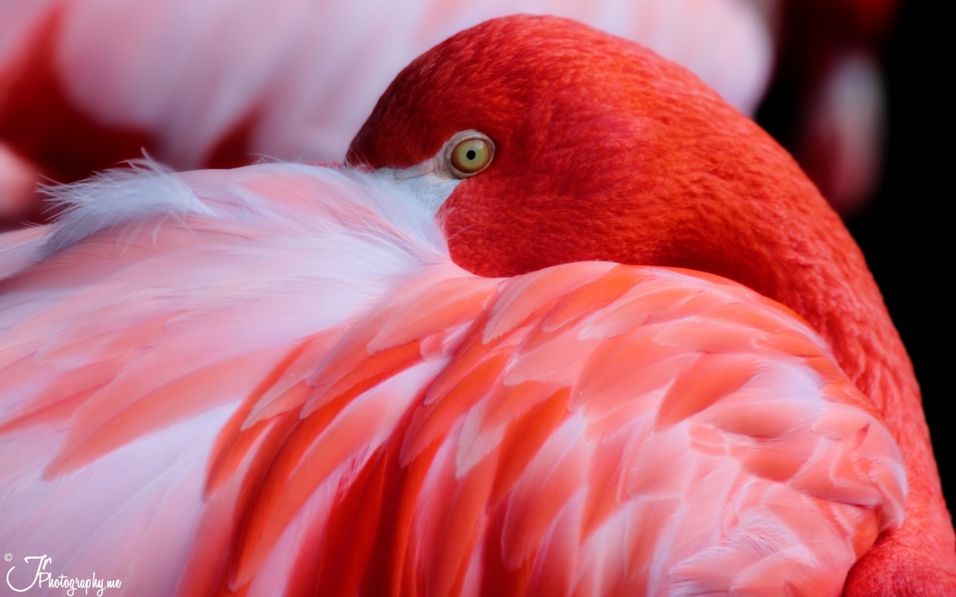 flamingo oiseau nature faune plume tropical