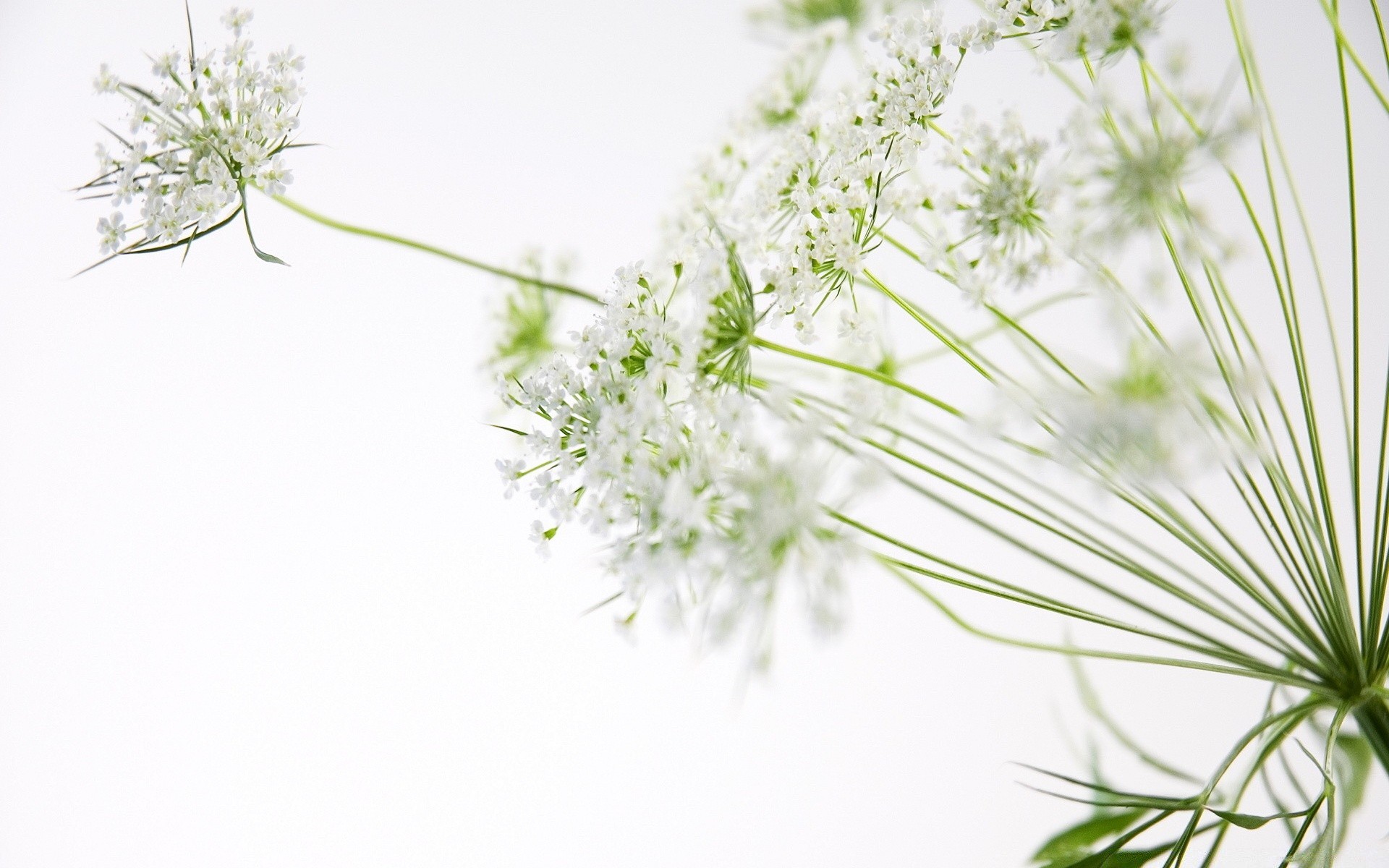 white flora flower nature herb garden leaf close-up desktop herbal summer beautiful grass season color floral growth aromatic freshness cluster spice