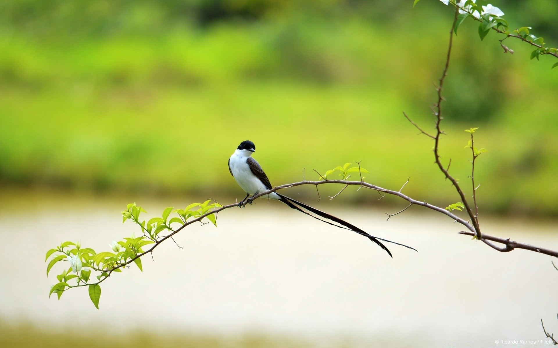 oiseaux oiseau la nature la faune en plein air herbe feuille animal été sauvage arbre