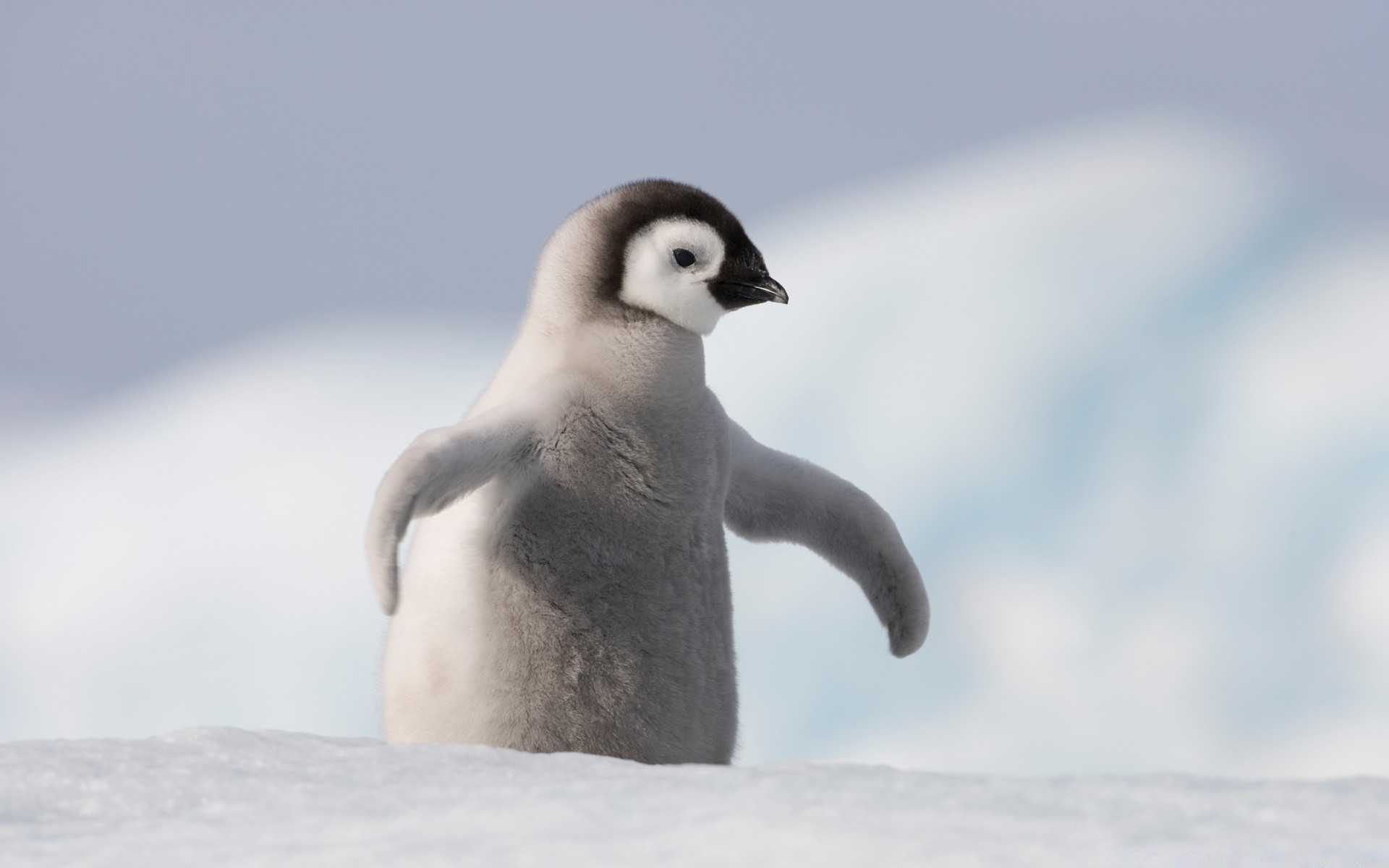 pingouin neige hiver la faune oiseau givré froid la nature à l extérieur glace eau unique mignon