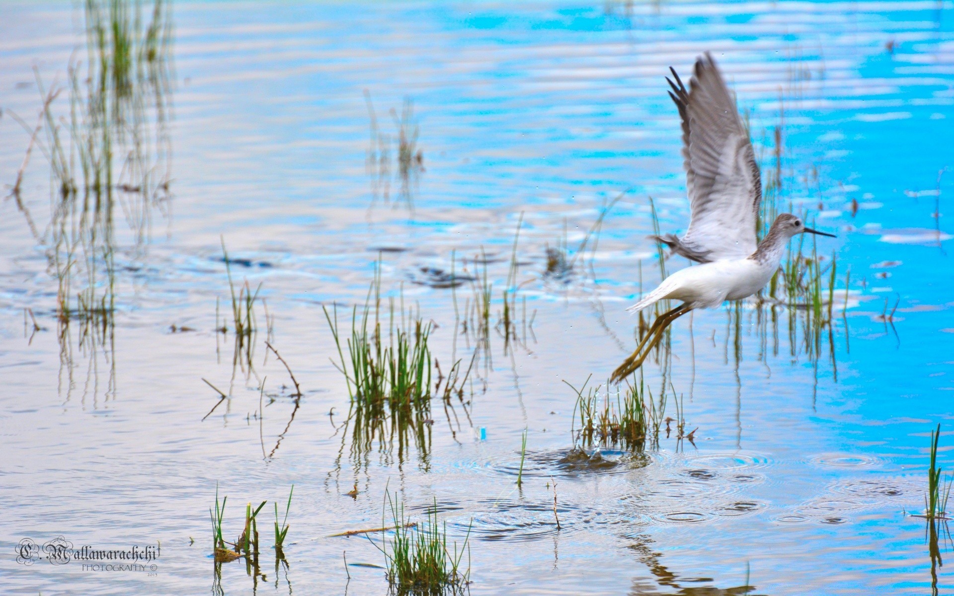 ptaki woda ptak jezioro basen marsz dzika przyroda natura odbicie bagno zwierzę dziki pióro na zewnątrz ptactwo wodne mokradła rzeka brodzik gerona