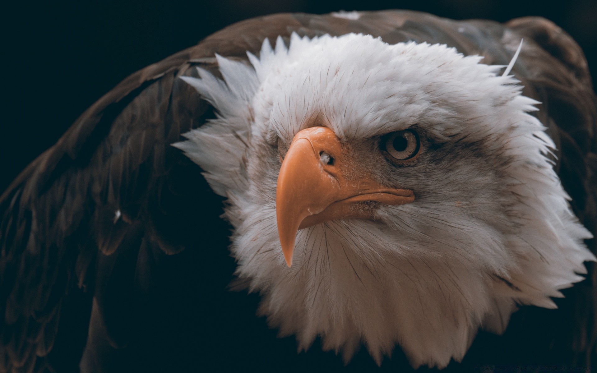 adler vogel raptor tierwelt feder glatze porträt natur auge flug tier schnabel weißkopfseeadler