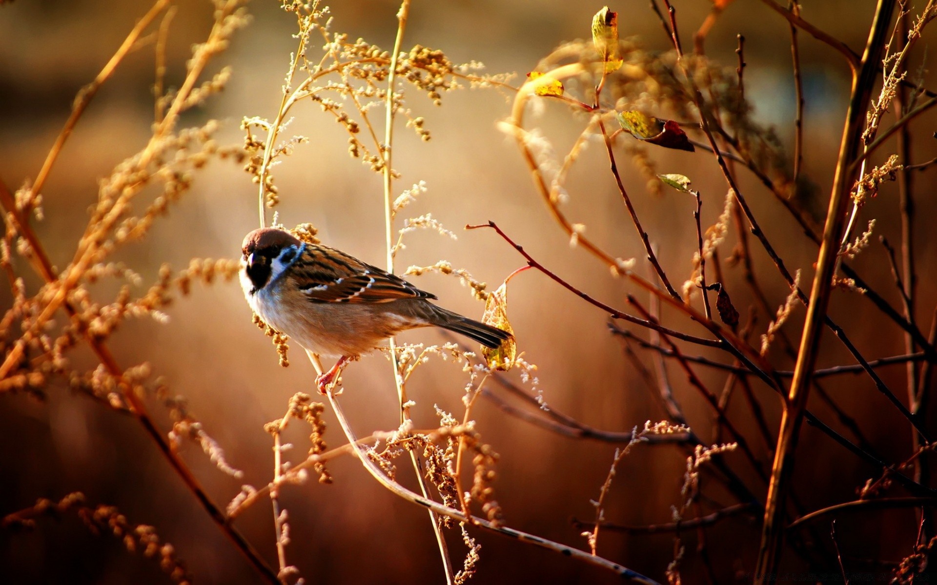 oiseaux oiseau la nature la faune en plein air hiver arbre animal