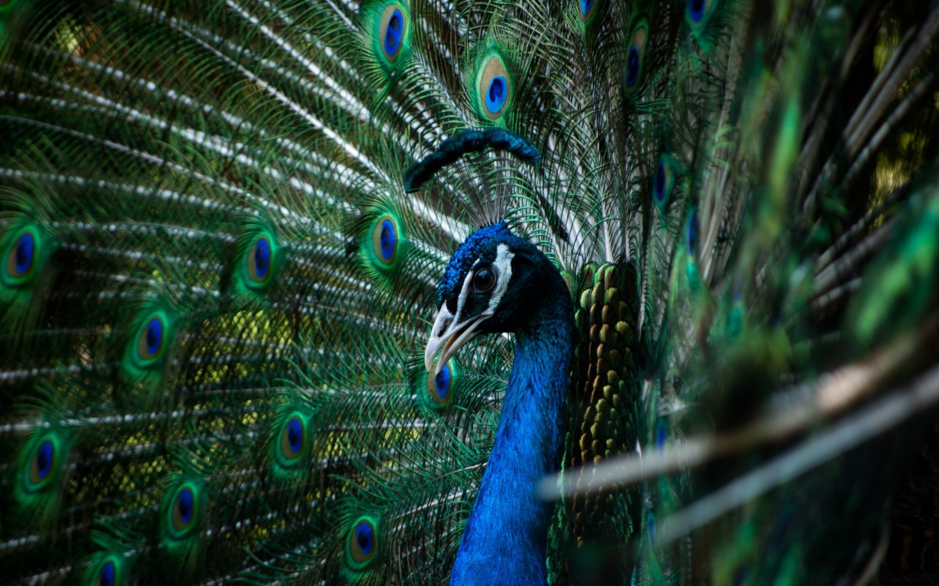 peacock bird nature feather tropical color animal tail wildlife desktop pattern turquoise bright poultry vibrant