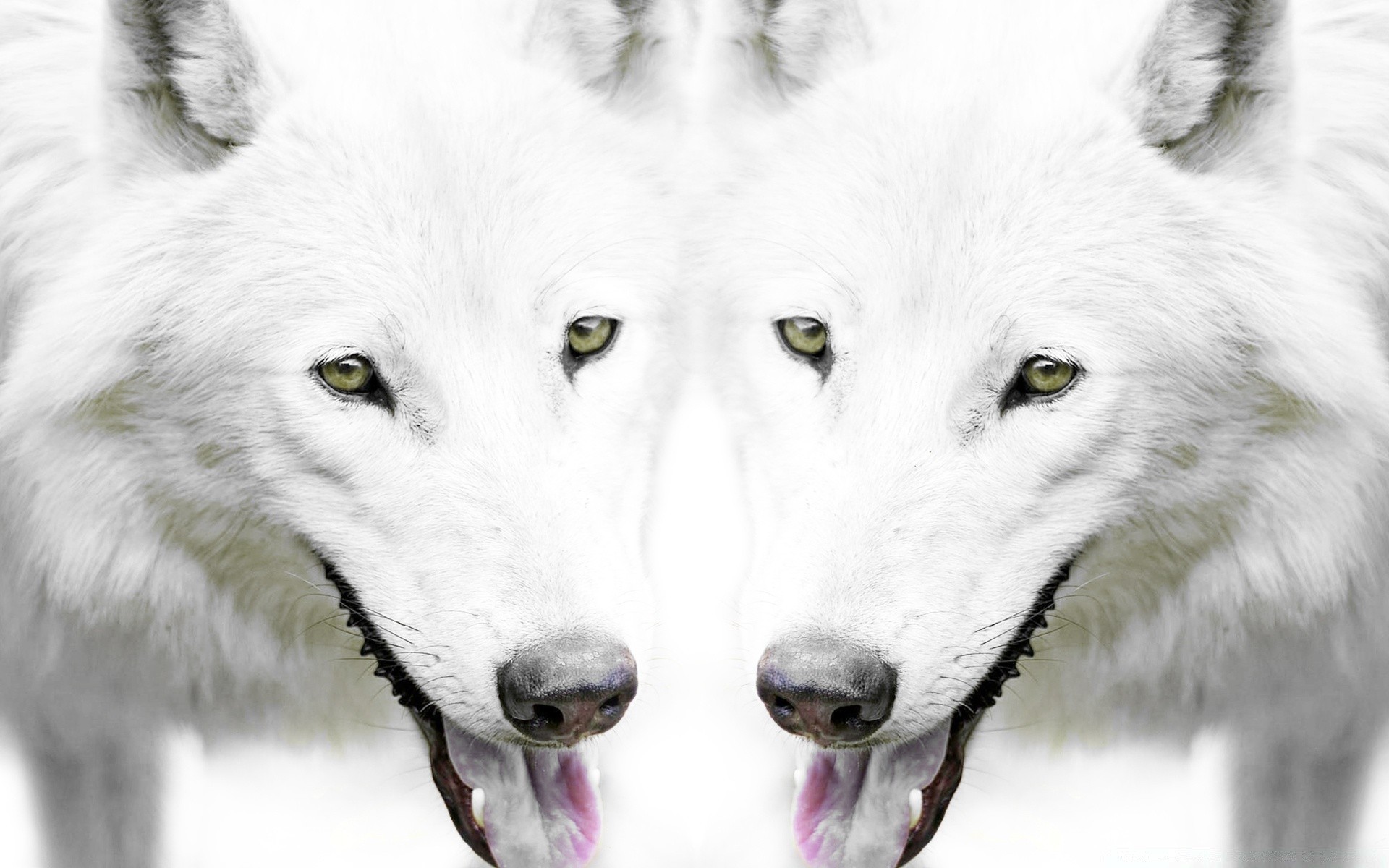 branco lobo cinegrafista mamífero neve gelado cão inverno vida selvagem retrato predador polar animal canis tremoço natureza selvagem trenó olho pele