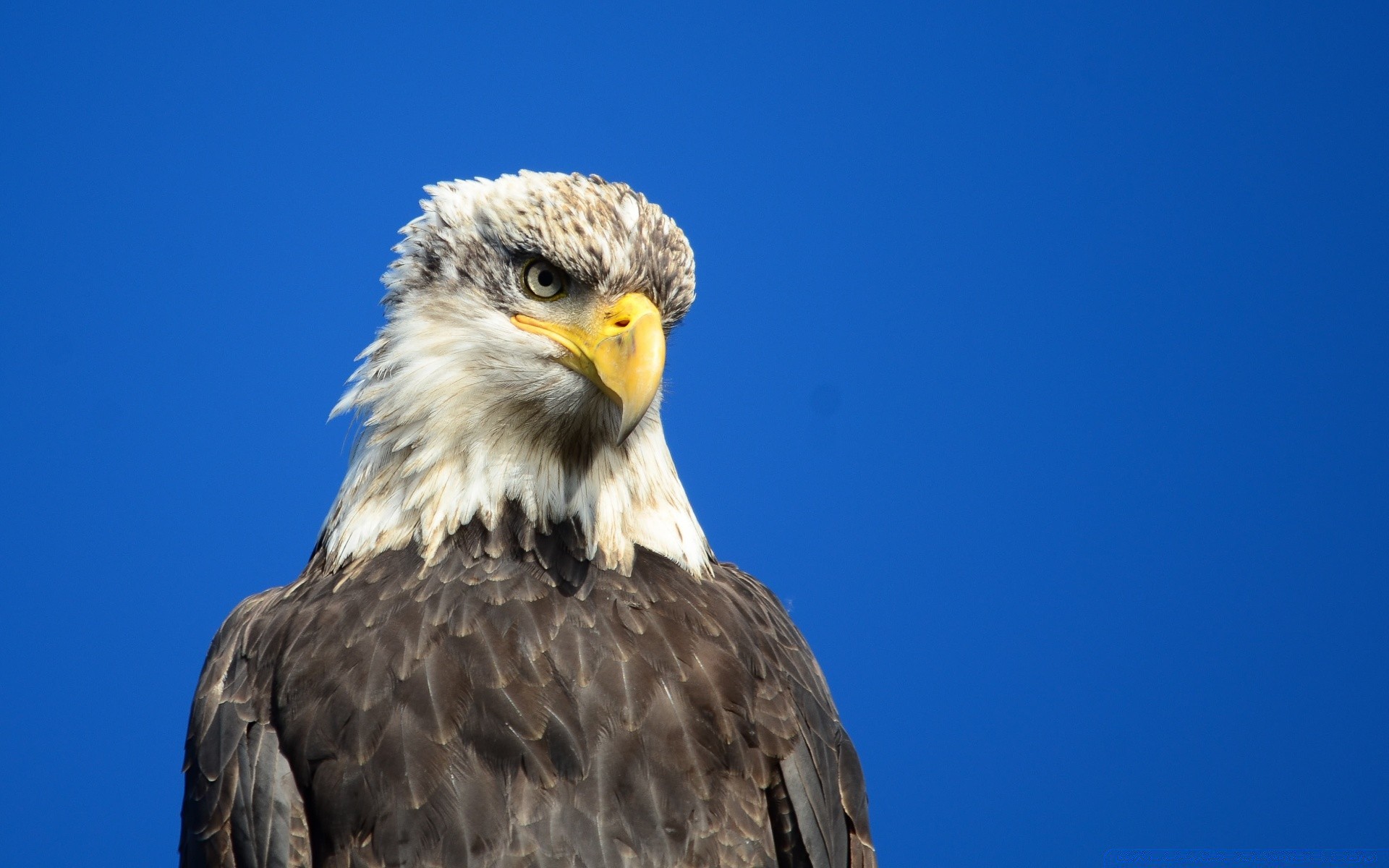 aquila rapace uccello fauna selvatica preda natura calvo aquila calva falco animale ritratto becco falconeria all aperto cielo