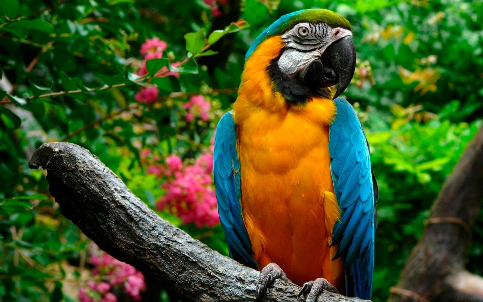 parrot bird nature wildlife macaw tropical zoo beak wild animal wing