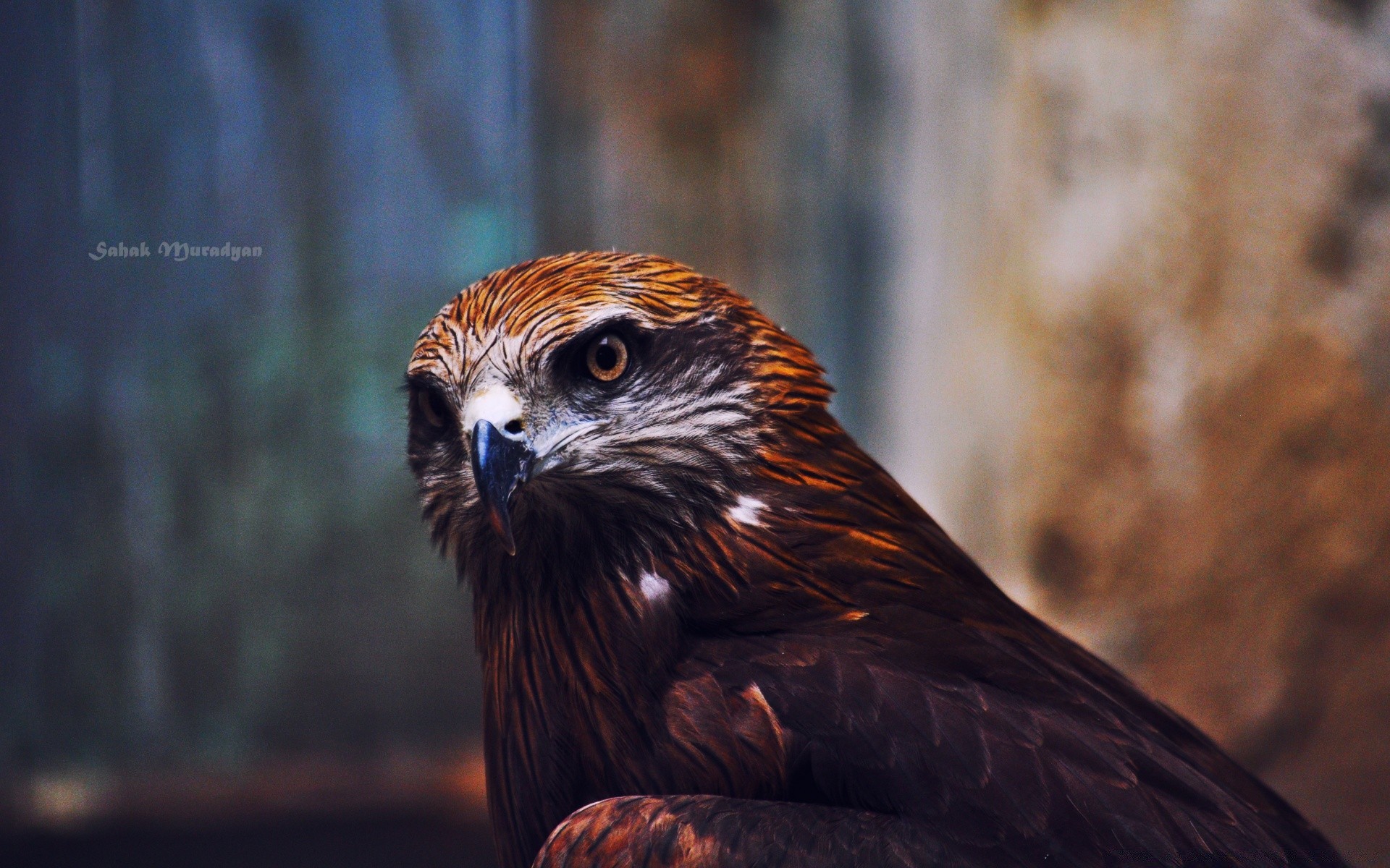 aigle faune oiseau raptor proie faucon prédateur animal nature zoo plume faucon fauconnerie portrait sauvage un