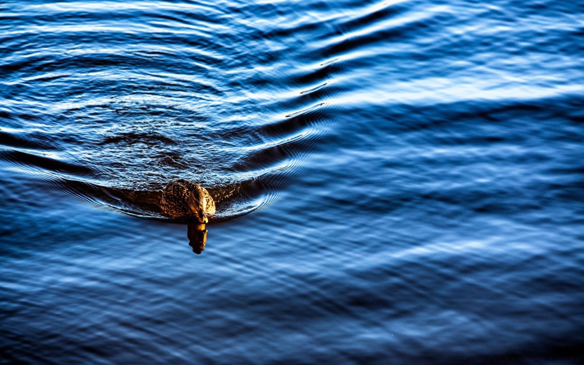 canard eau nature océan vague mer humide à l extérieur natation ondulation réflexion marine