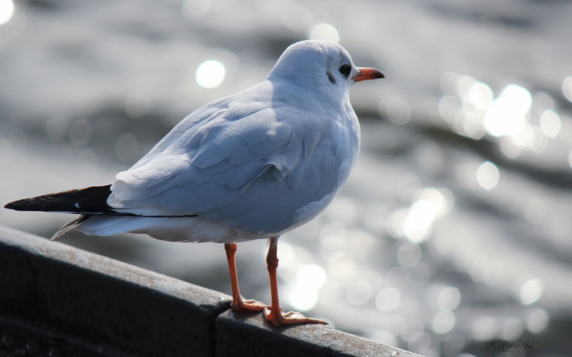 seagull bird wildlife animal nature seagulls beak flight pigeon outdoors feather wing