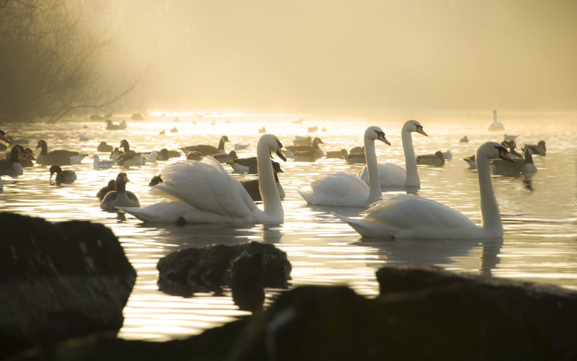 cygnes cygne oiseau eau aube coucher de soleil lac réflexion hiver soir natation crépuscule à l extérieur la faune plage mer océan paysage sauvagine nature