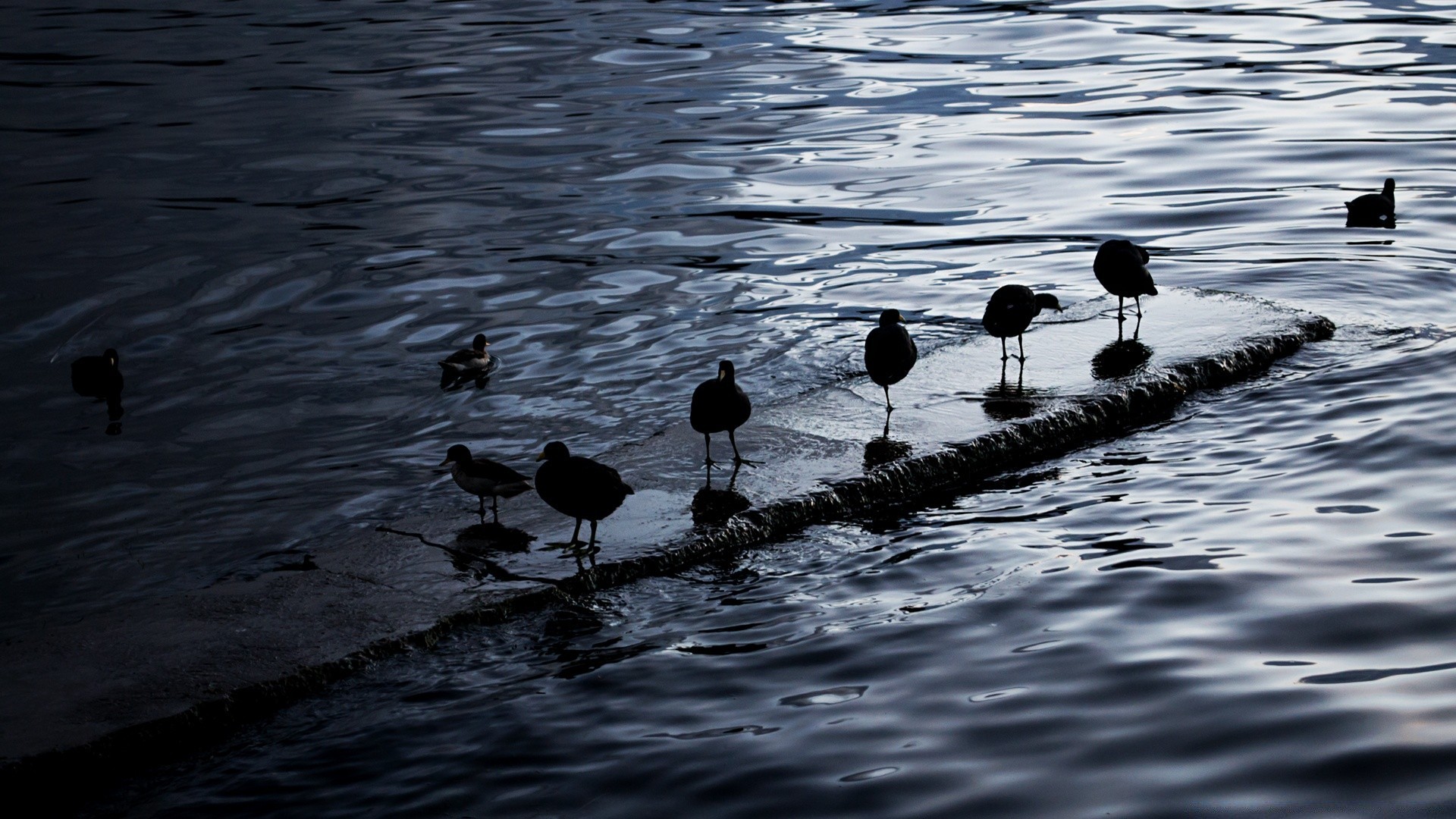 birds lake bird water reflection pool river duck waterfowl wildlife sea wet rain poultry ocean nature outdoors ripple