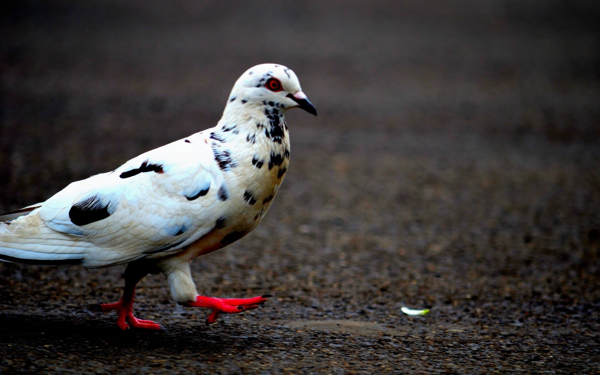 piccione uccello animale fauna selvatica