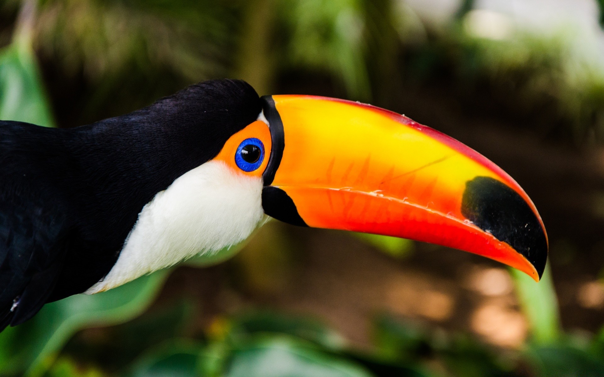 oiseaux oiseau faune forêt tropicale bec à l extérieur oiseaux nature tropical lumière du jour zoo