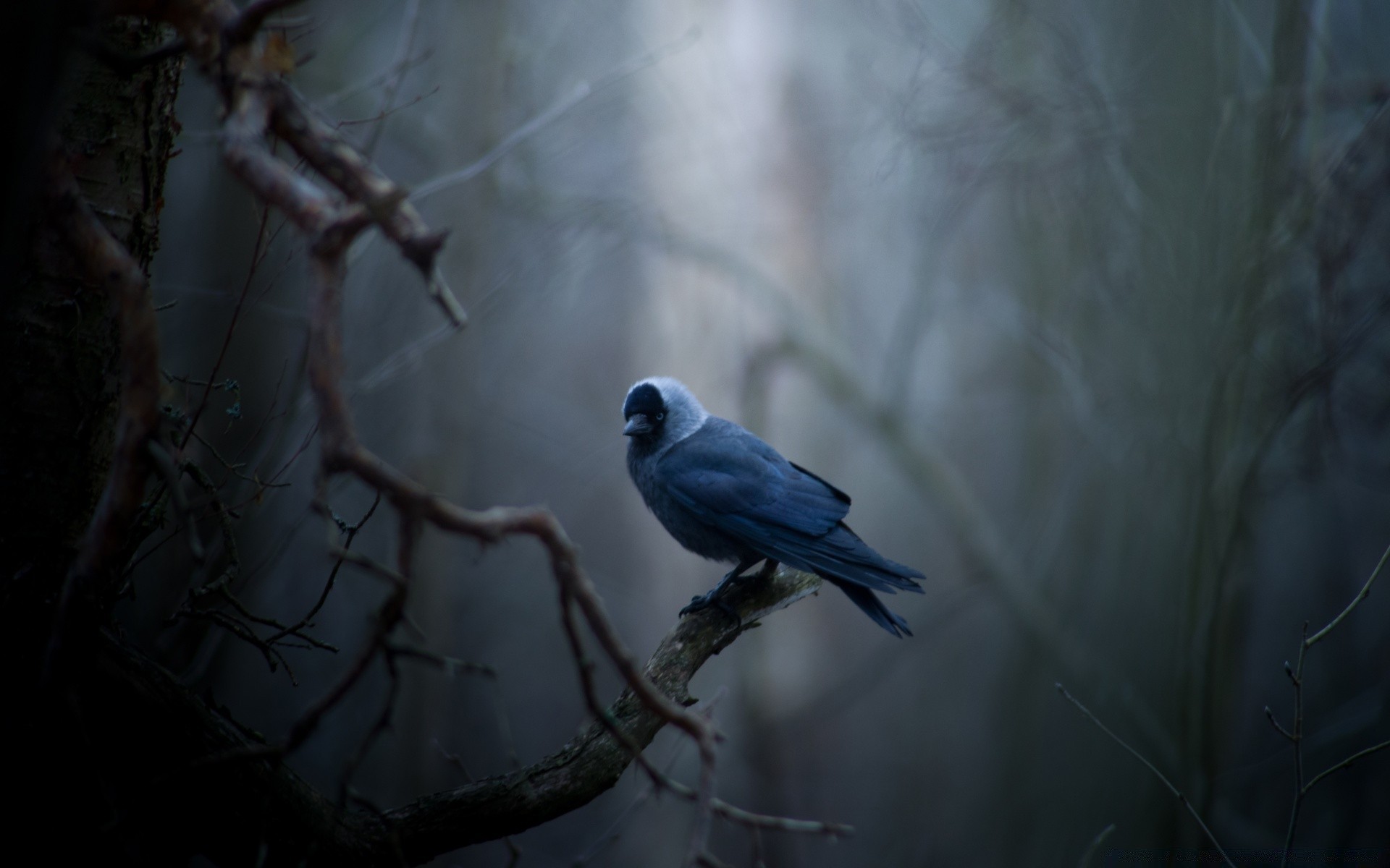 aves aves vida silvestre invierno naturaleza animal volar