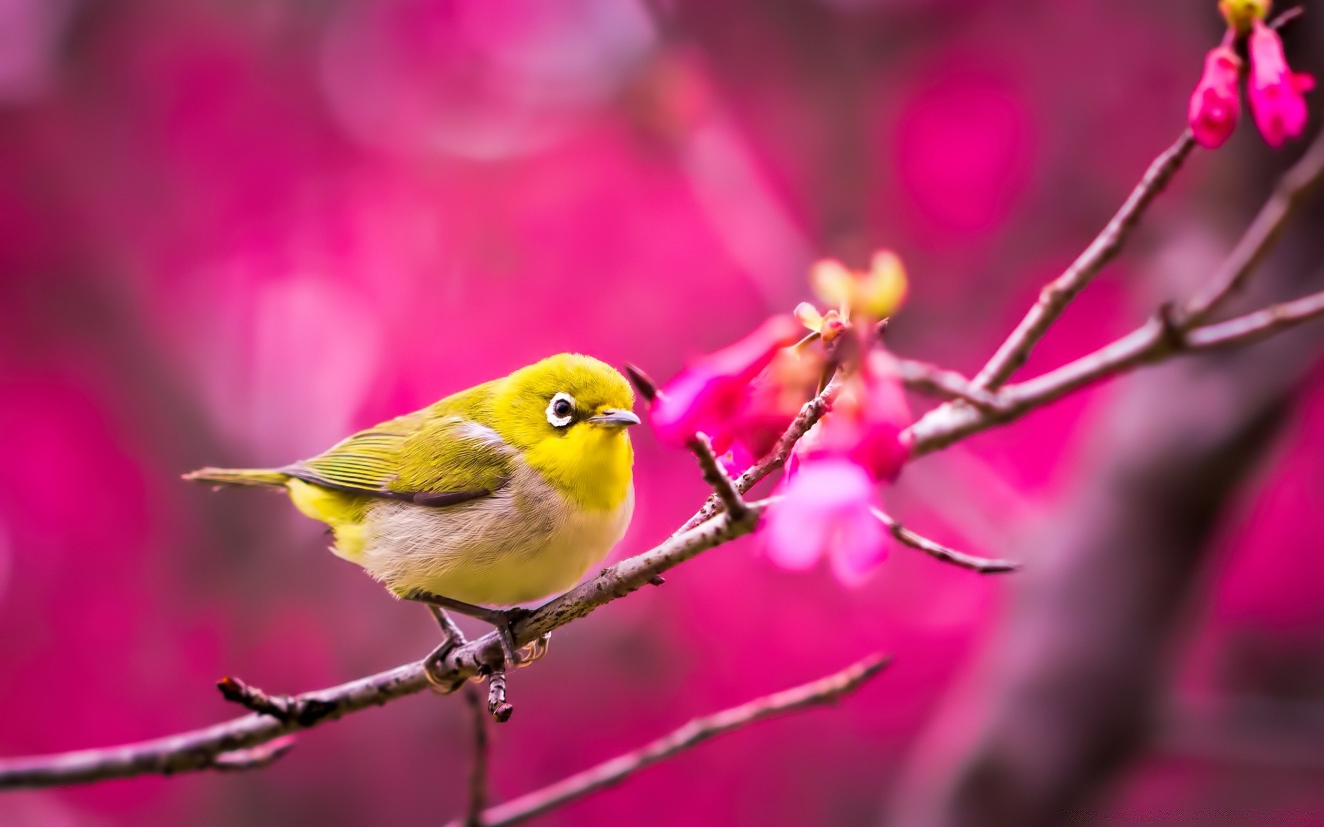 oiseaux nature fleur extérieur couleur lumineux feuille oiseau jardin