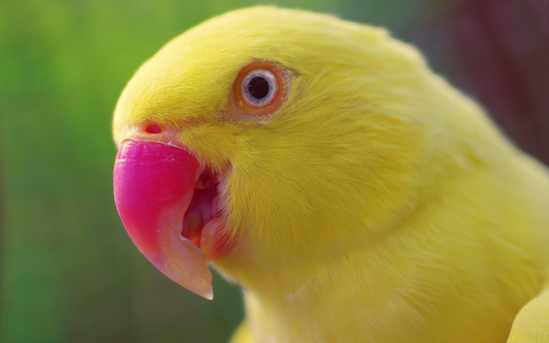 perroquet oiseau nature faune tropical unique