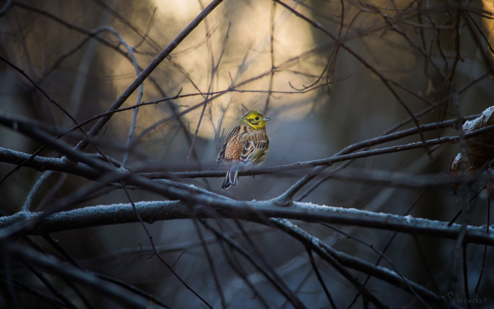 birds bird wildlife winter animal outdoors tree nature snow