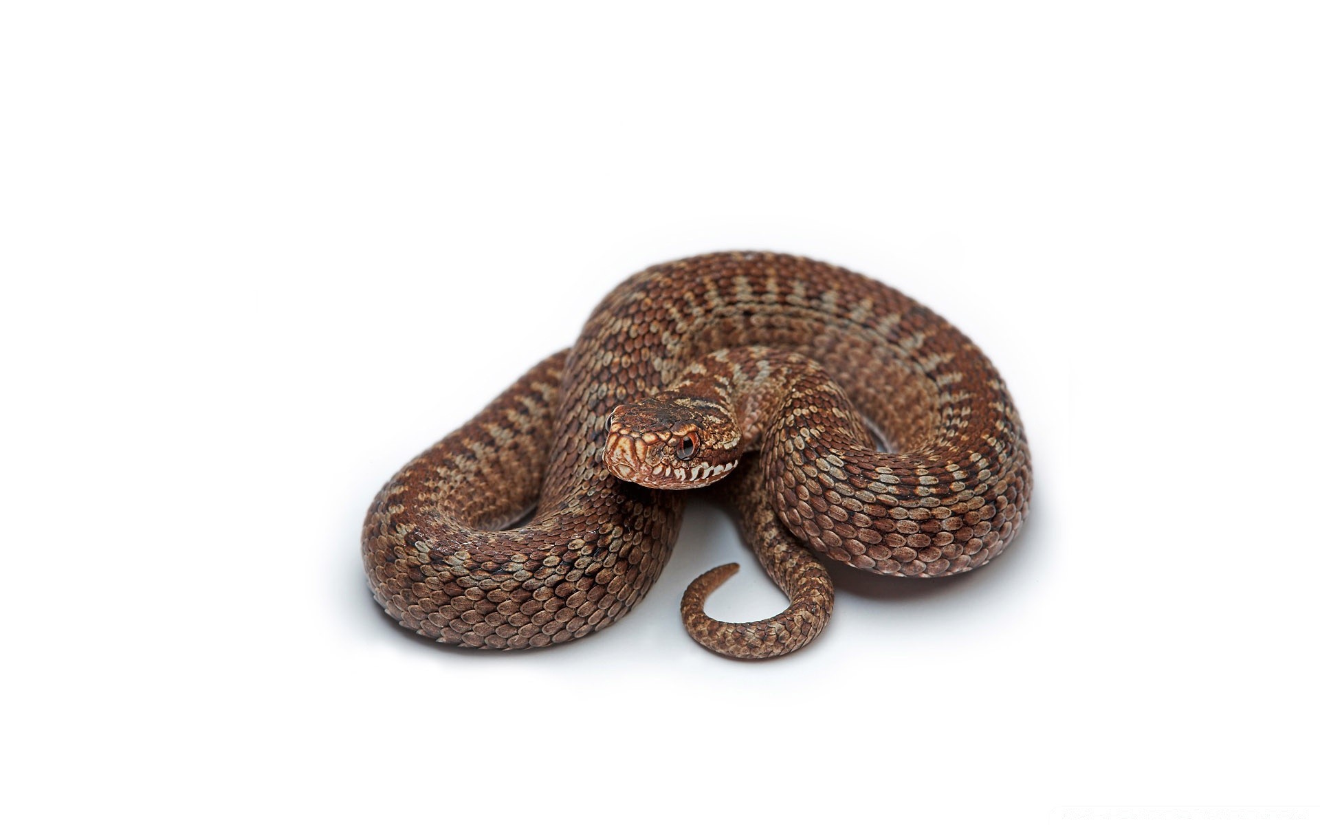 branco cobra víbora área de trabalho natureza vida selvagem close-up animal isolado