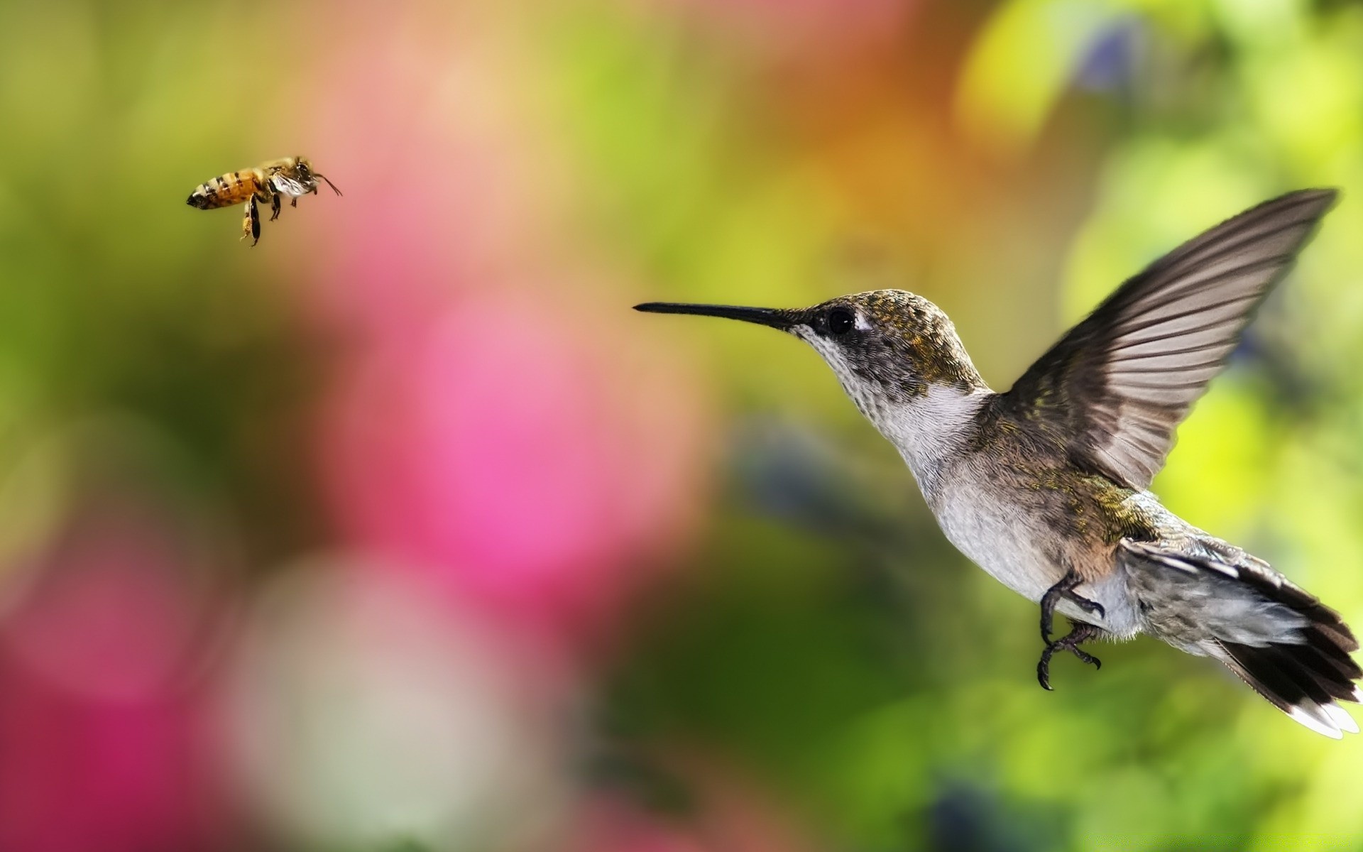 aves natureza vida selvagem abelha beija-flor inseto pássaro voar animal asa ao ar livre pequeno flor borrão selvagem voo verão hover néctar