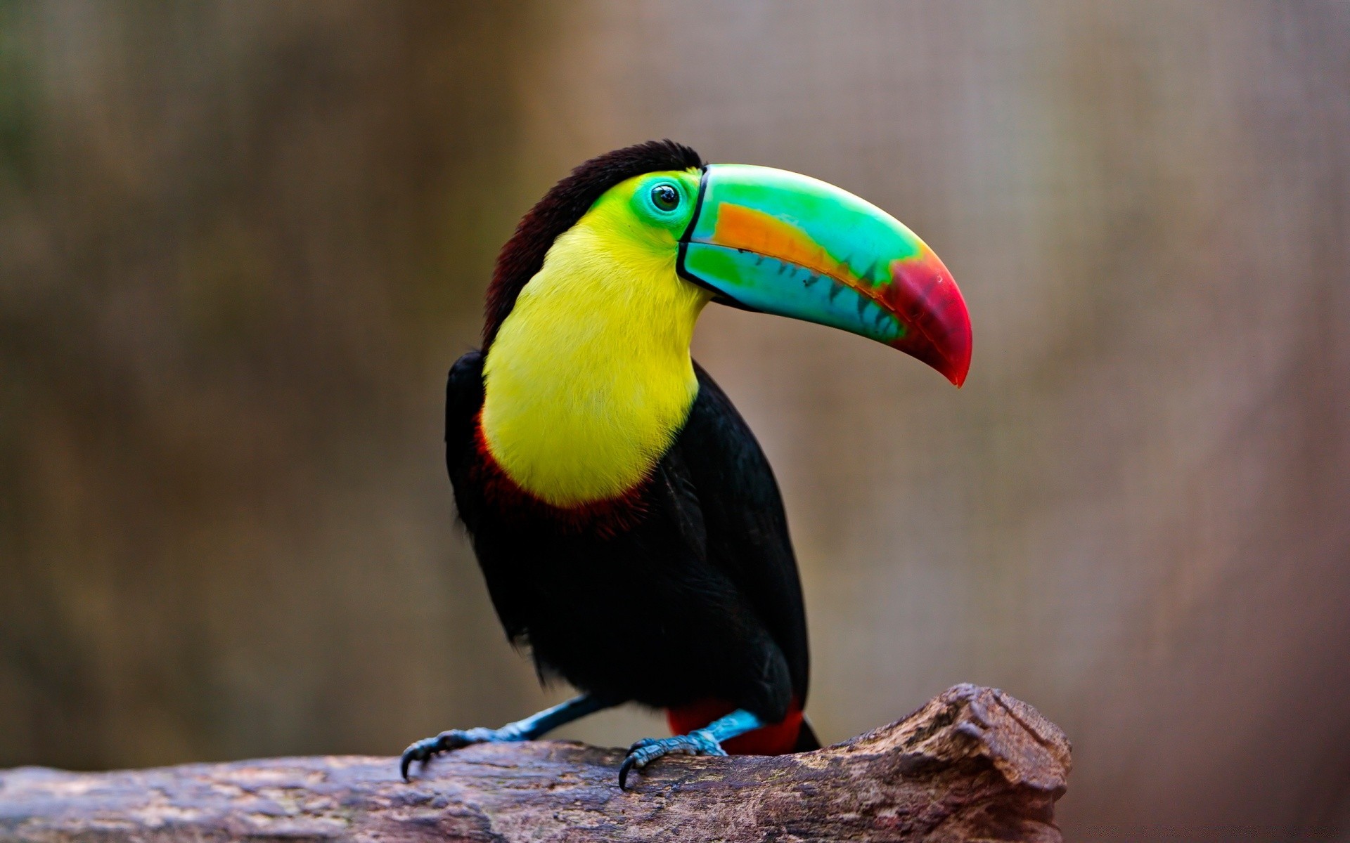 oiseaux oiseau faune animal bec nature sauvage plume à l extérieur avian un zoo