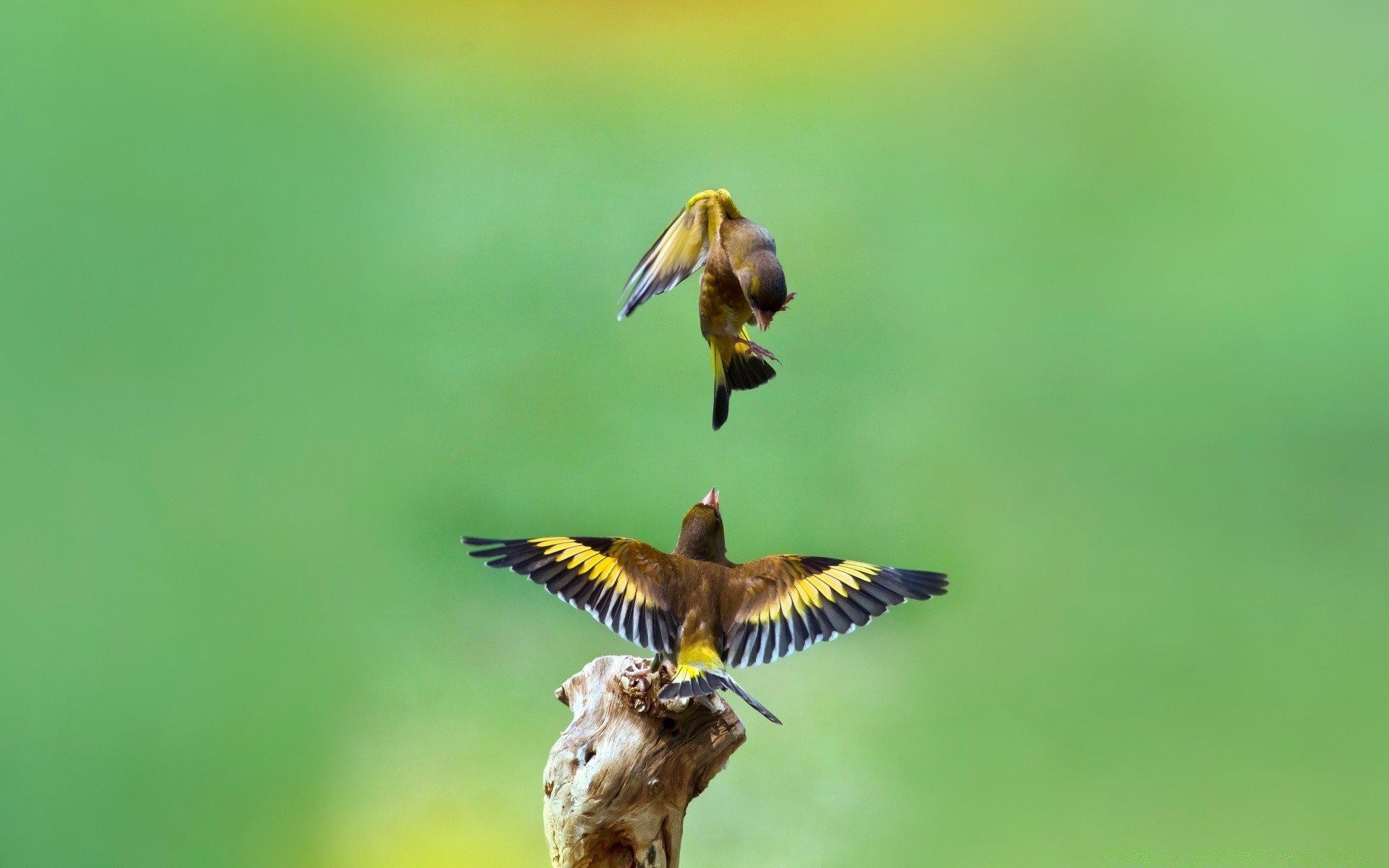 aves vida silvestre aves naturaleza al aire libre animal