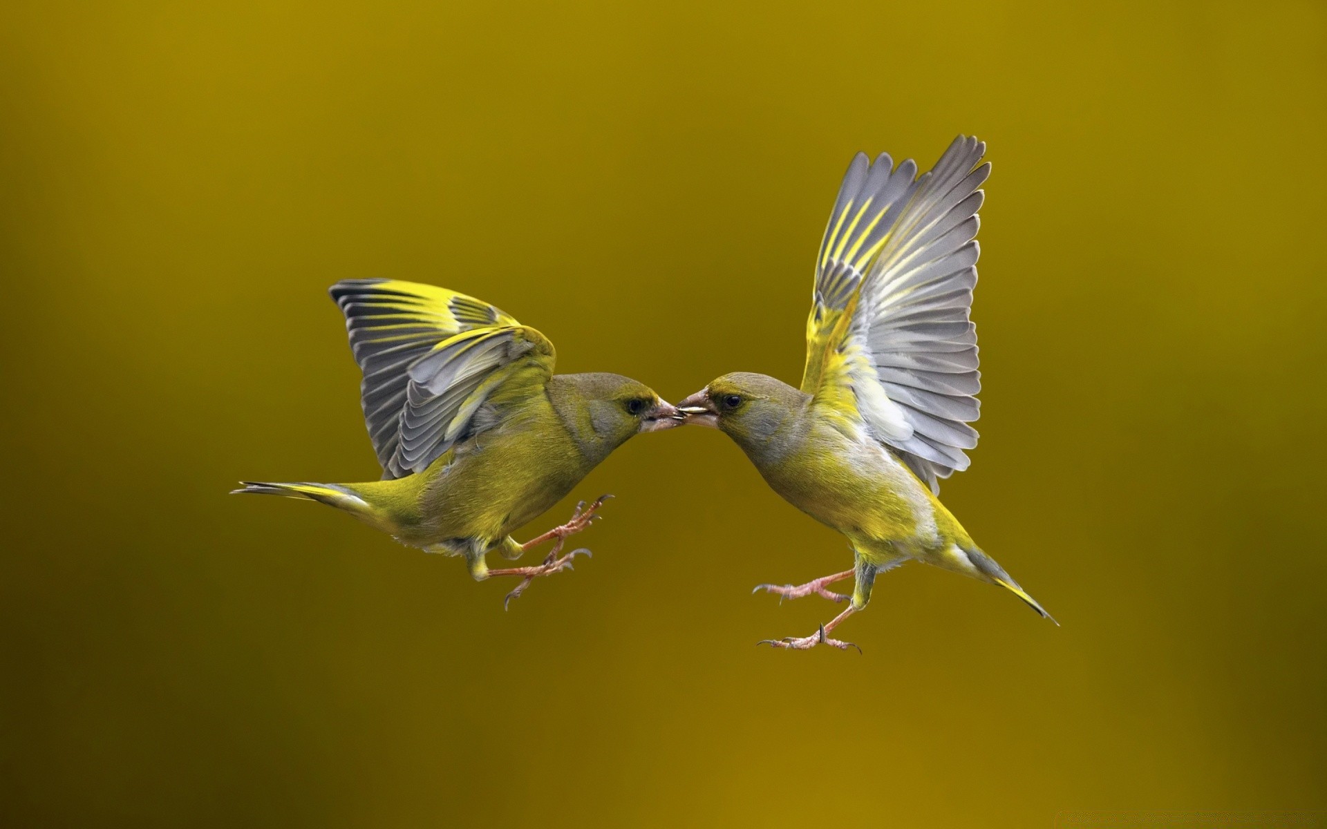 birds bird wildlife nature animal avian wing outdoors flight beak wild