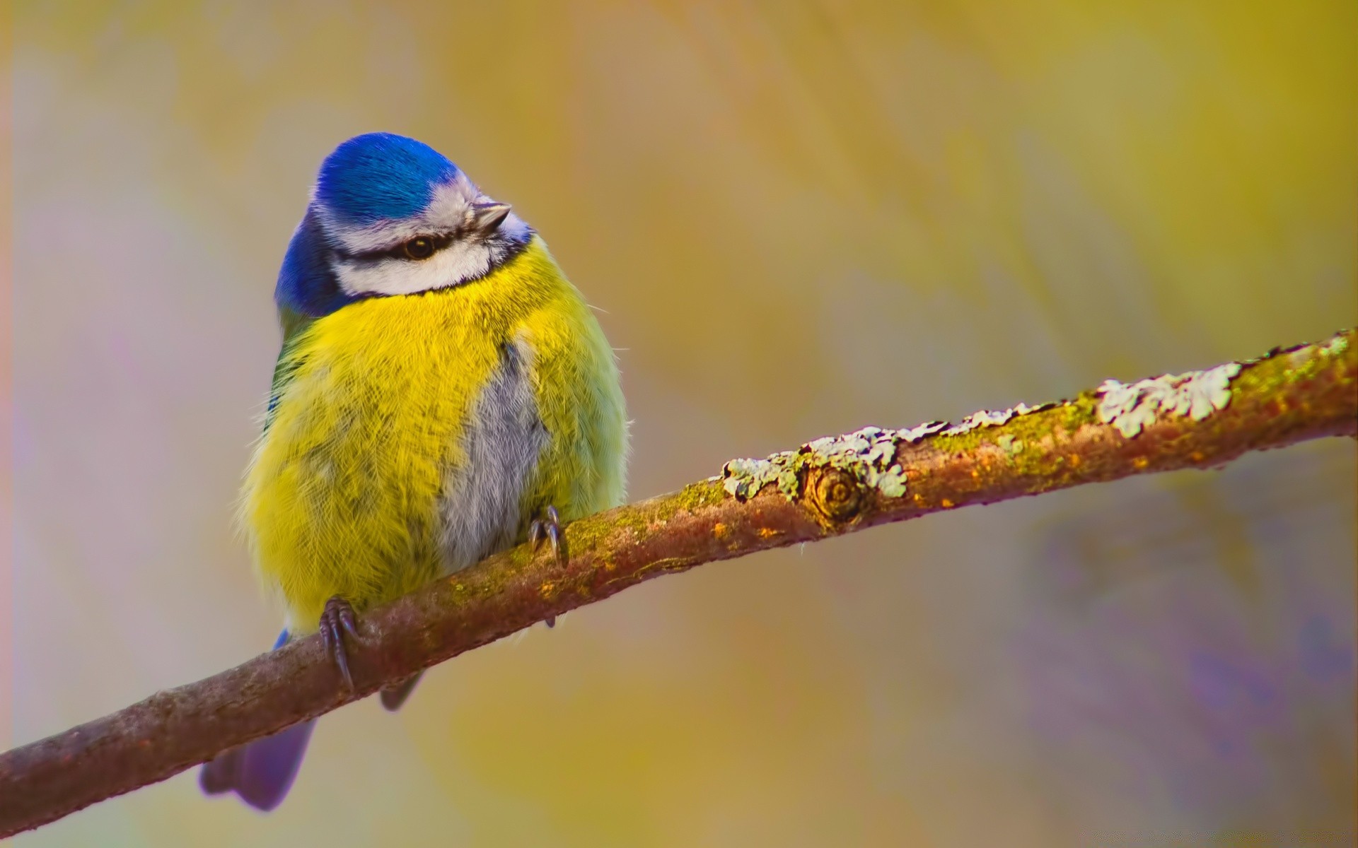 oiseaux oiseau faune nature animal à l extérieur gros plan couleur sauvage