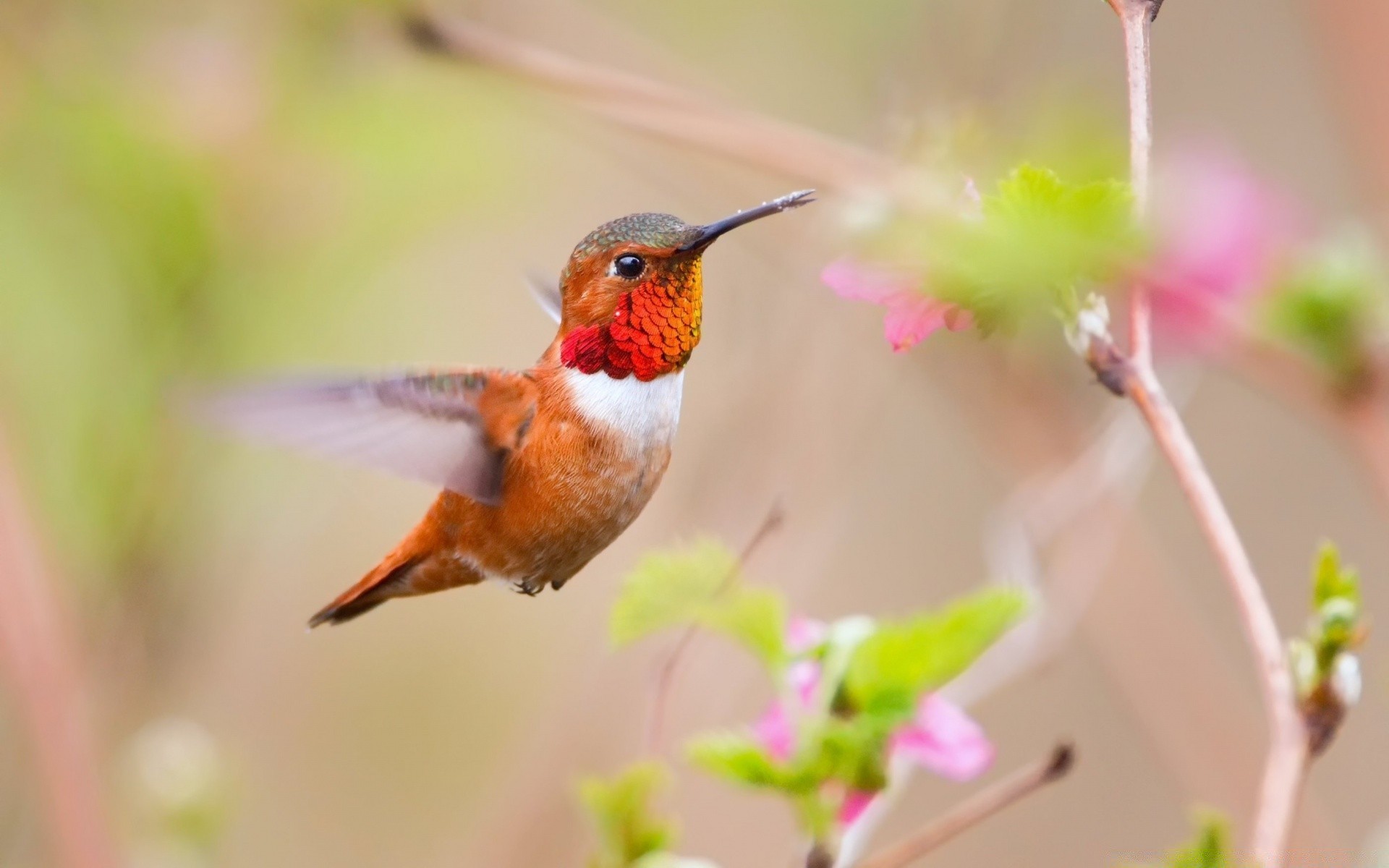 birds nature outdoors wildlife leaf bird blur little wild