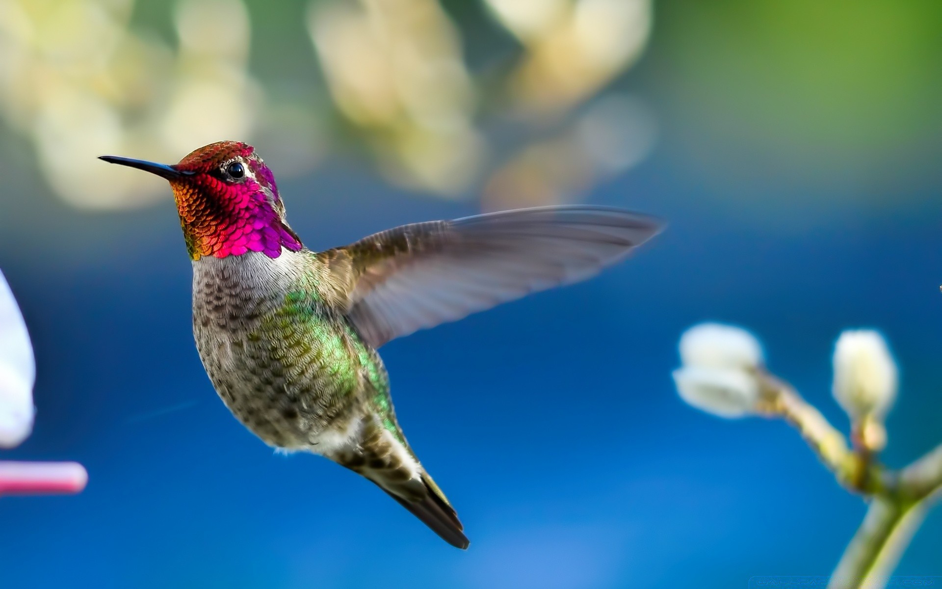 oiseaux oiseau faune nature colibri à l extérieur lumière du jour animal sauvage peu flou voler