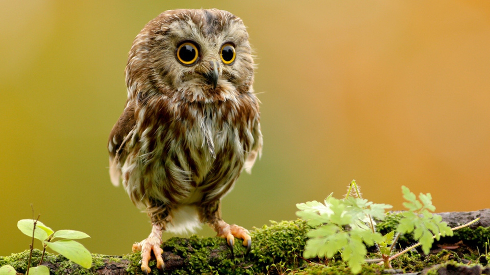 owl wildlife nature bird animal wild little outdoors